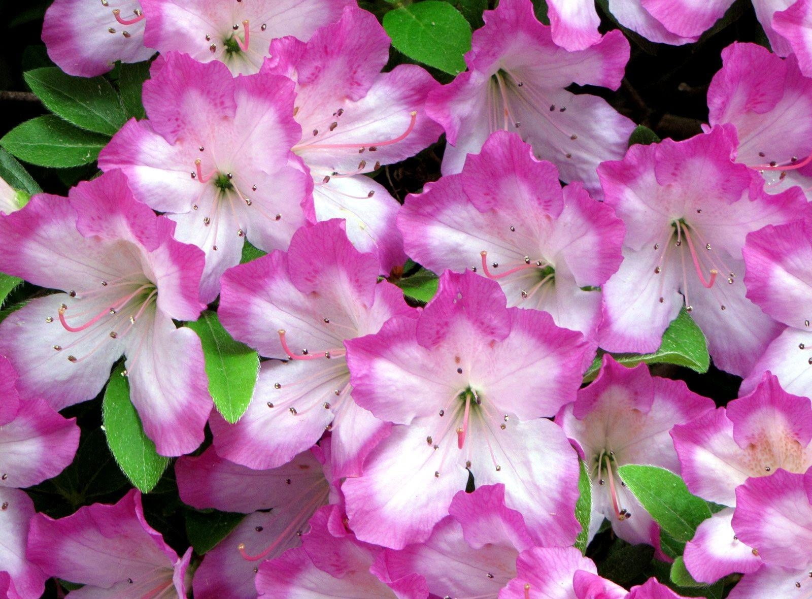 day, inflorescence, flower Head, multi Colored, blossom, freshness, white, pollen, 720P, purple, cherry blossom, backgrounds, pink, no People, season, HD Wallpaper