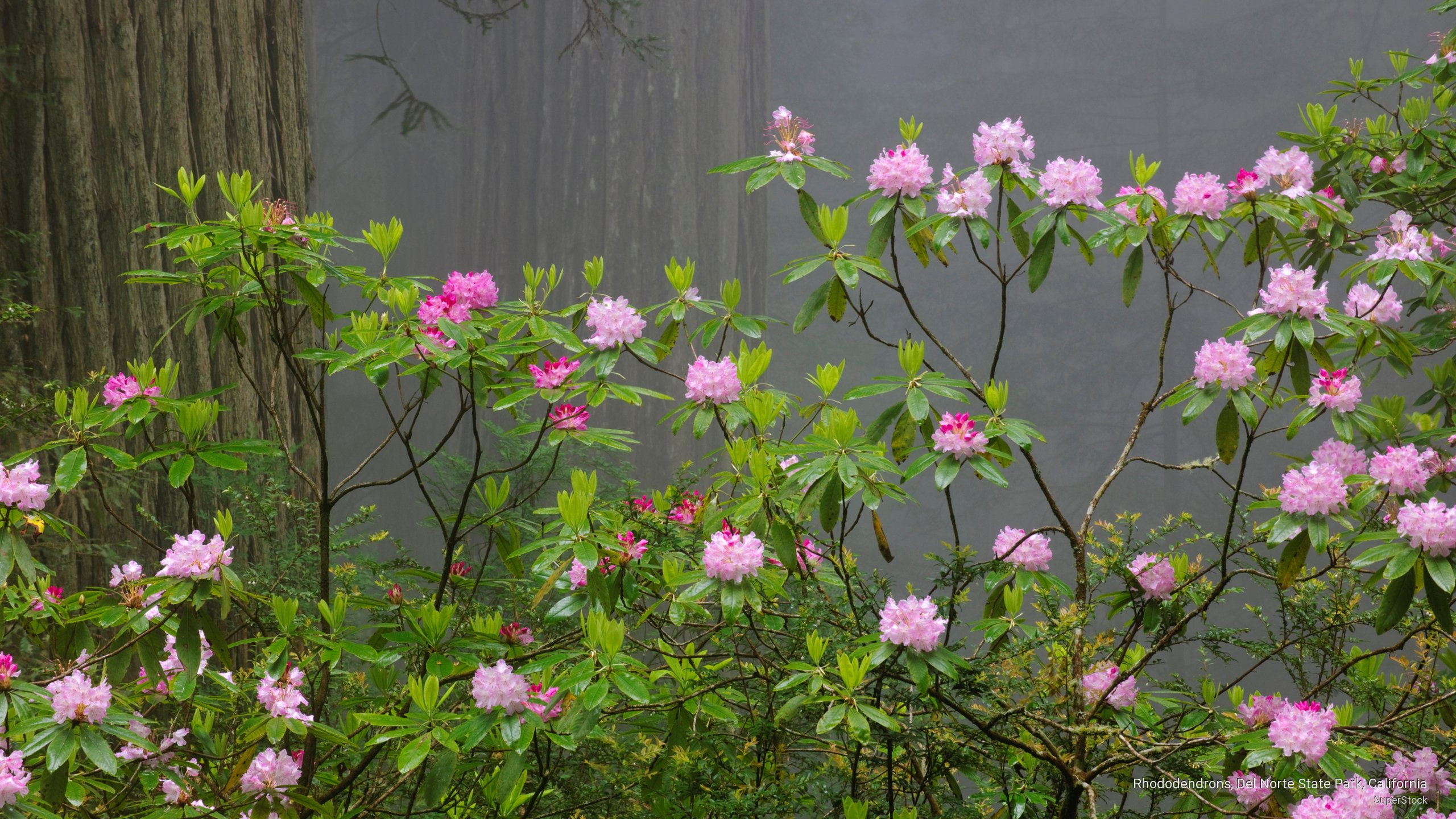 norte, Spring/Summer, 2K, park, state, california, rhododendrons, del, HD Wallpaper