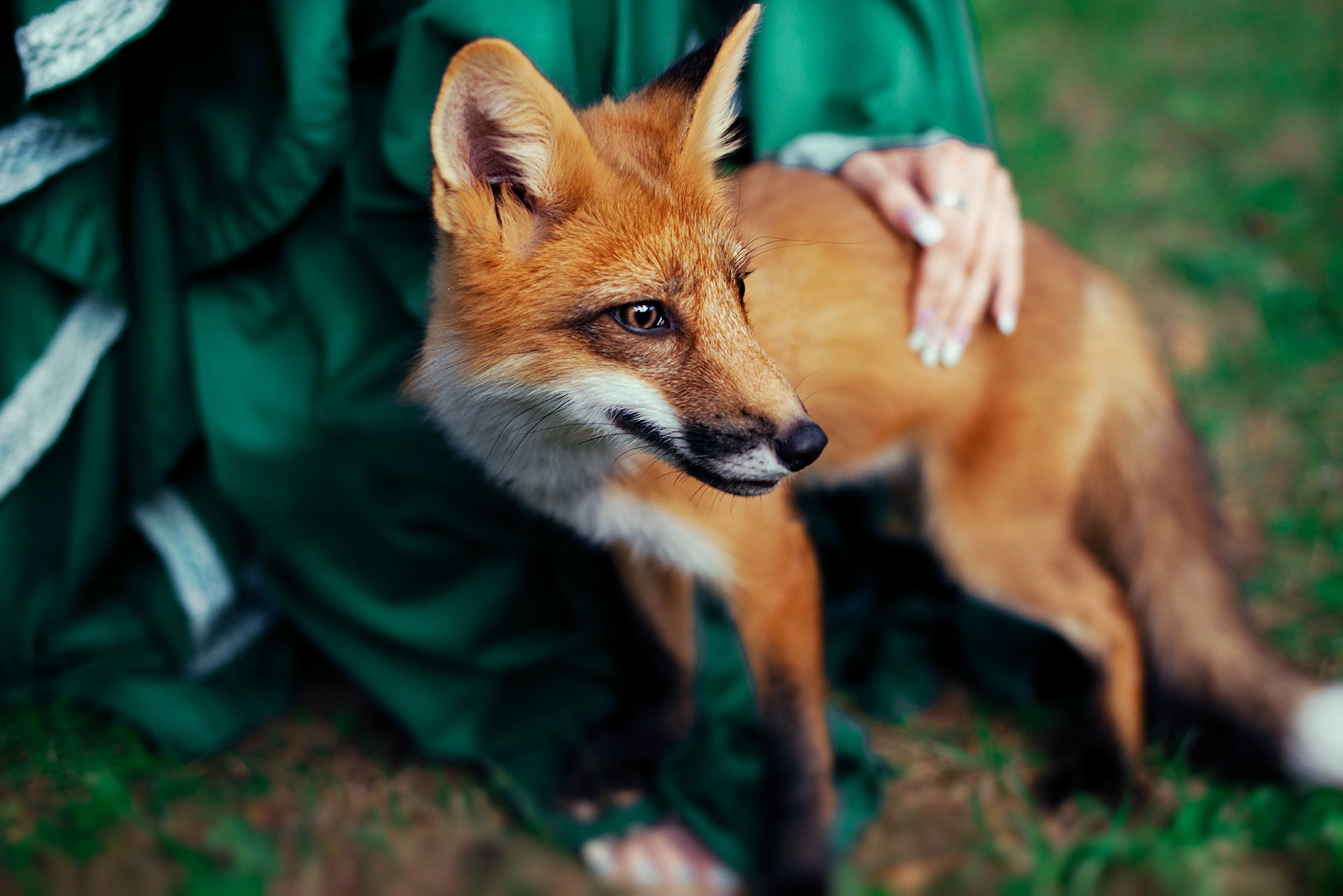 Novitsky Ilya, 1080P, Fox, girl, HD Wallpaper