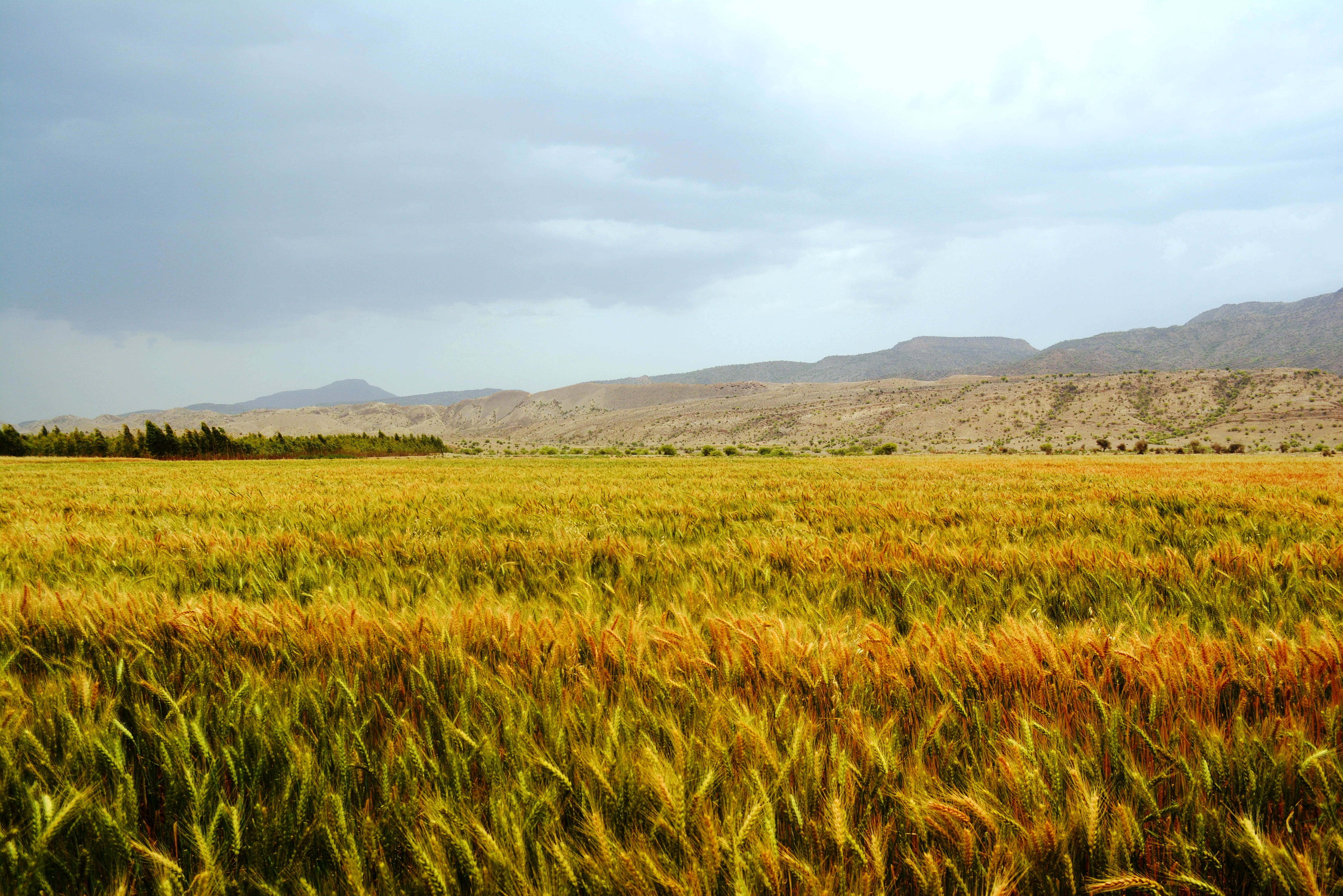 Adam  Eve, nikon, Umer, outdoors, 4K, agriculture, farm, Amber waves, gallian, malik, field, Wheat, pakistani, d5200, peace, Explore, grain, daytime, nature, HD Wallpaper