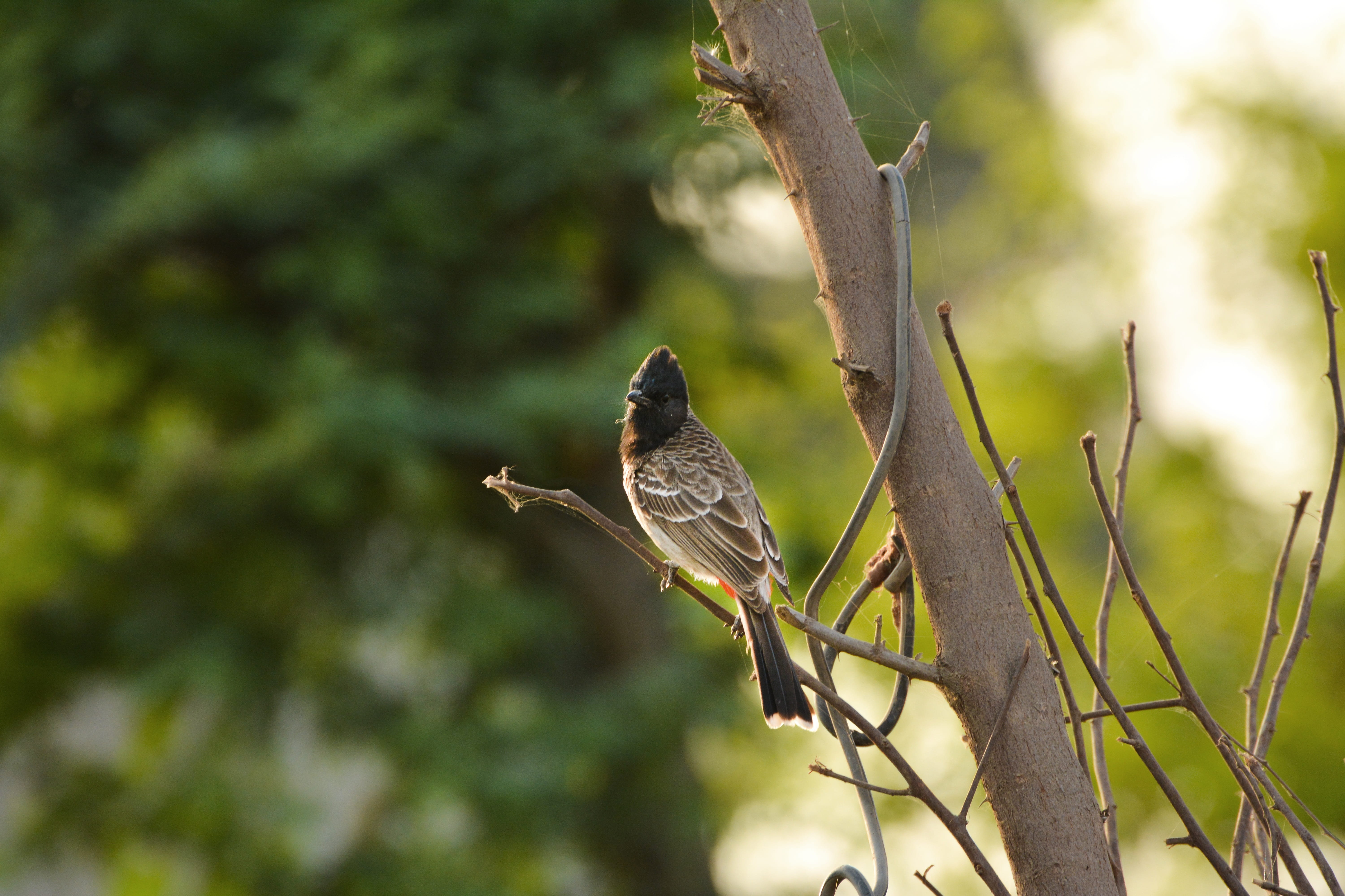 sunlight, vertebrate, animals in the wild, indian bulbul, animal, focus on foreground, animal wildlife, perching, one animal, beautiful bulbul, red bulbul, HD Wallpaper