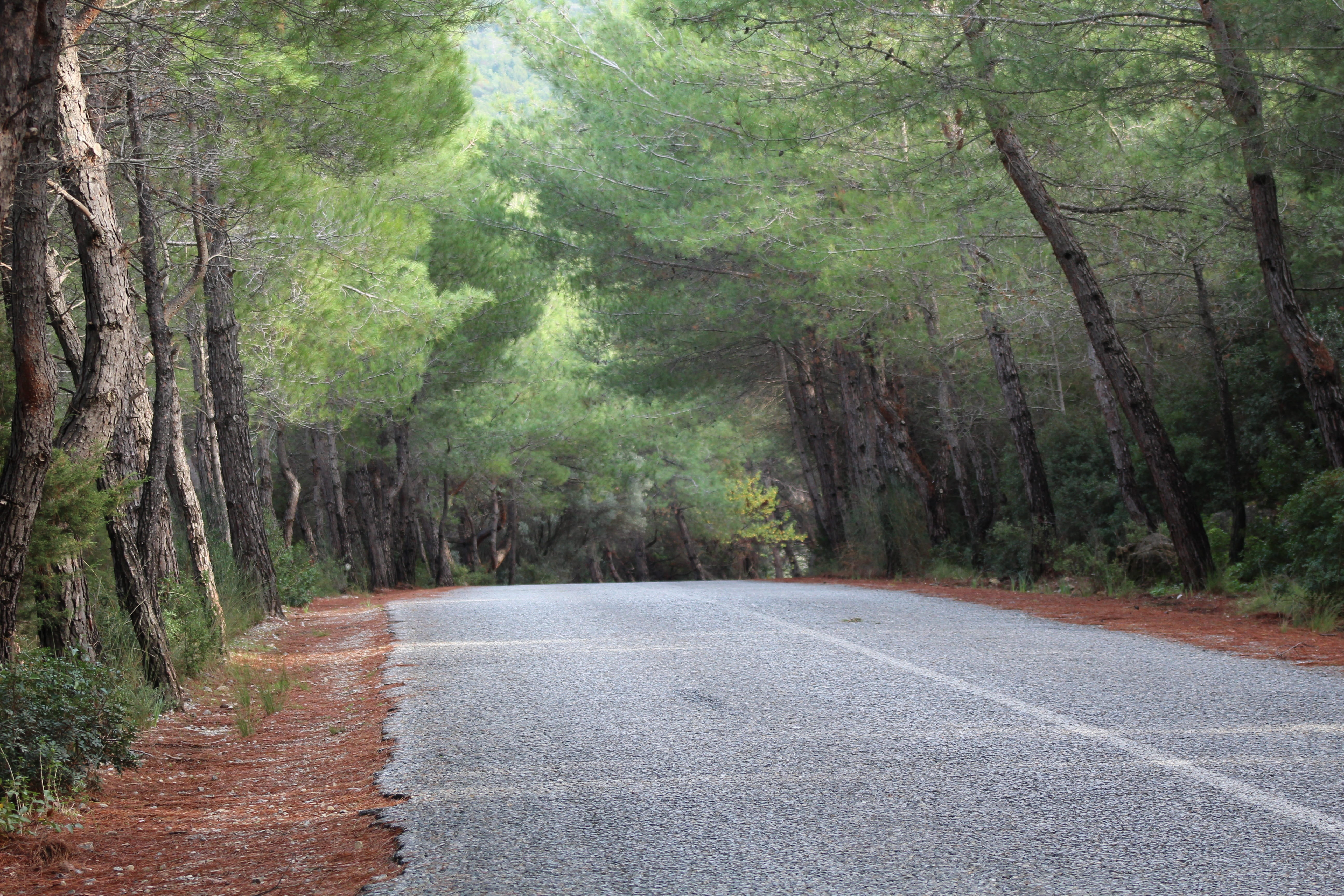 tree, road, tranquil scene, outdoors, nature, trees, day, empty road, green, haze, 5K, landscape, woodland, fog, direction, mysterious, environmental, HD Wallpaper