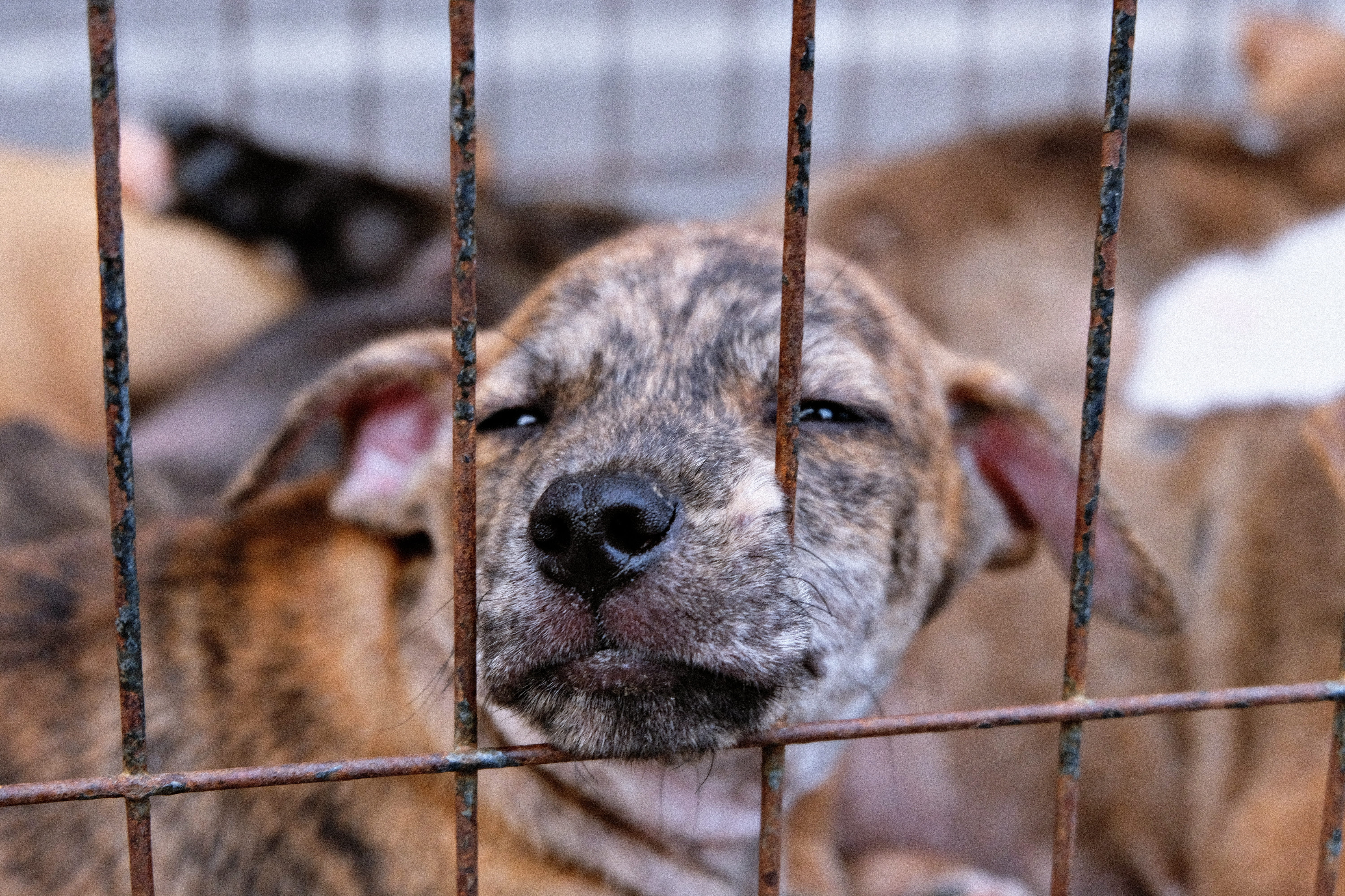 animal body part, one animal, vertebrate, fence, close-up, domestic animals, animal head, dog, amphawa, boundary, mammal, cage, canine, 5K, street, animal, HD Wallpaper