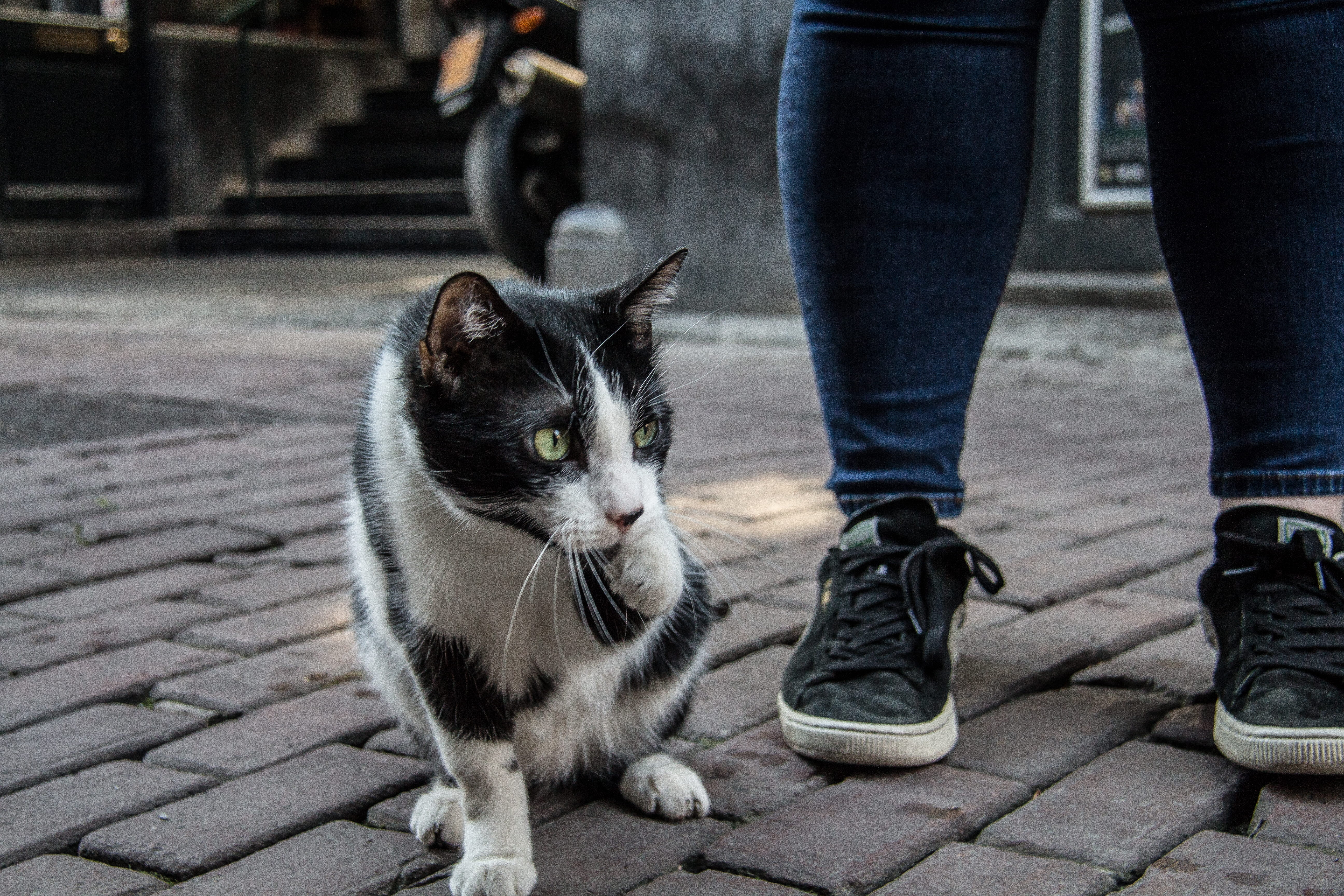 feline, domestic, jeans, focus on foreground, standing, pet owner, animal, vertebrate, 5K, low section, one animal, one person, human foot, stray, lost, HD Wallpaper