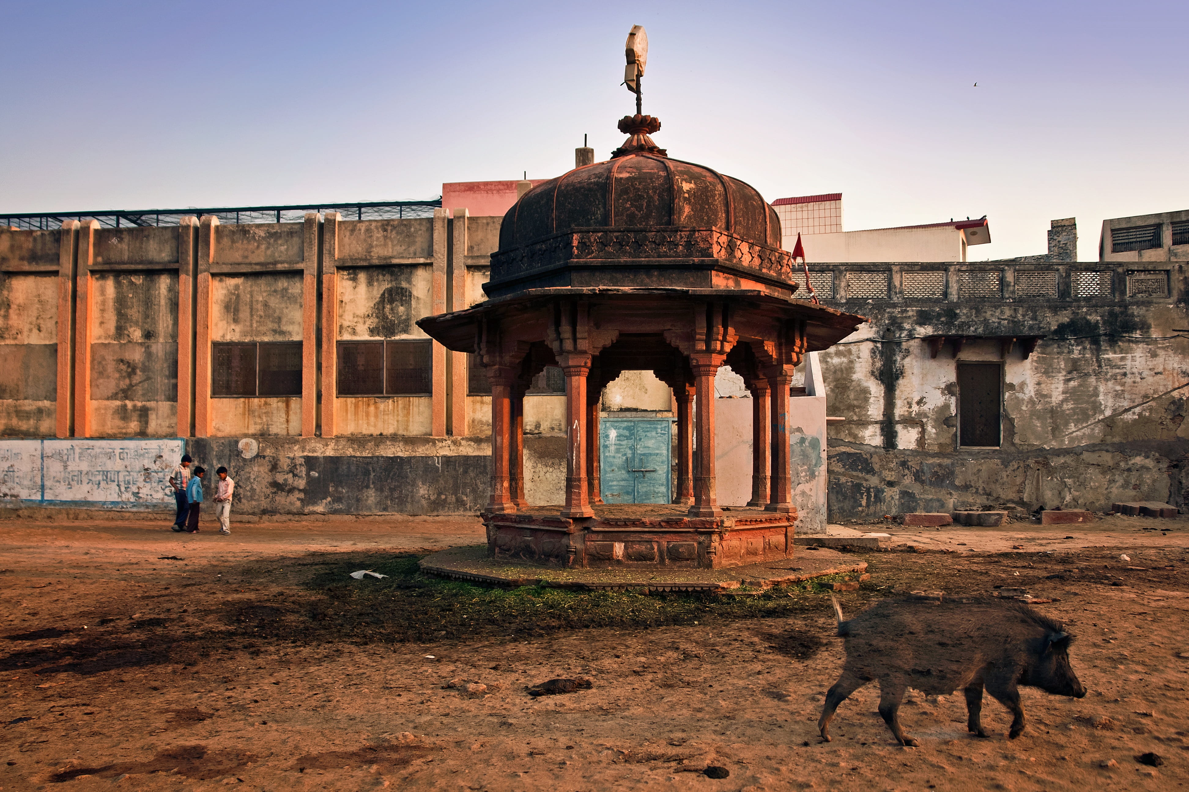 vrndavana, domestic animals, vertebrate, concrete, india, vaishnava, hungry, history, one animal, asia, gazebo, building exterior, sacred, architecture, HD Wallpaper