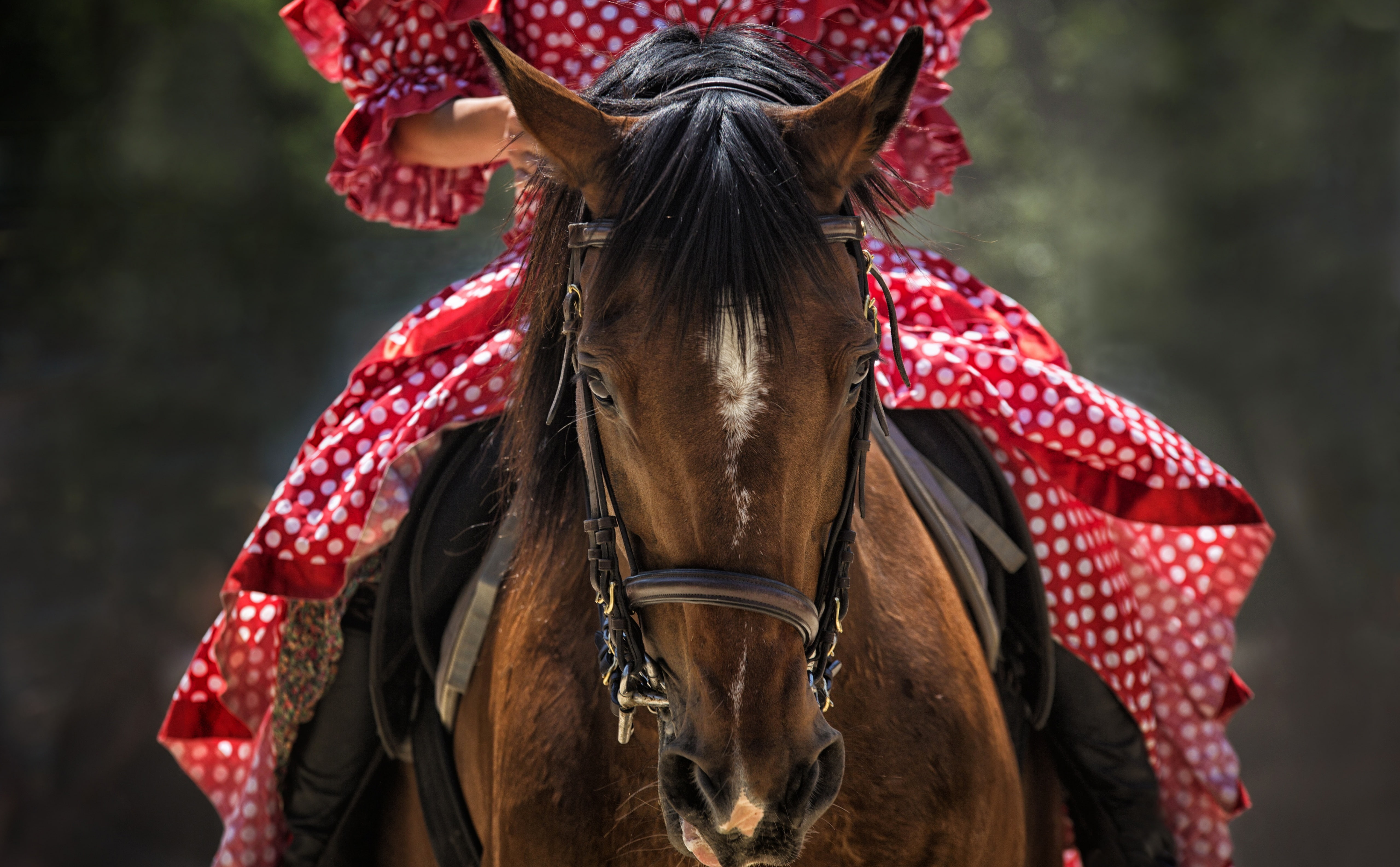 horseshow, pets, Animals, Horse, Horsehead, domestic, working animal, animal eye, animal wildlife, livestock, Woman, outdoors, mammal, Animal, domestic animals, HD Wallpaper
