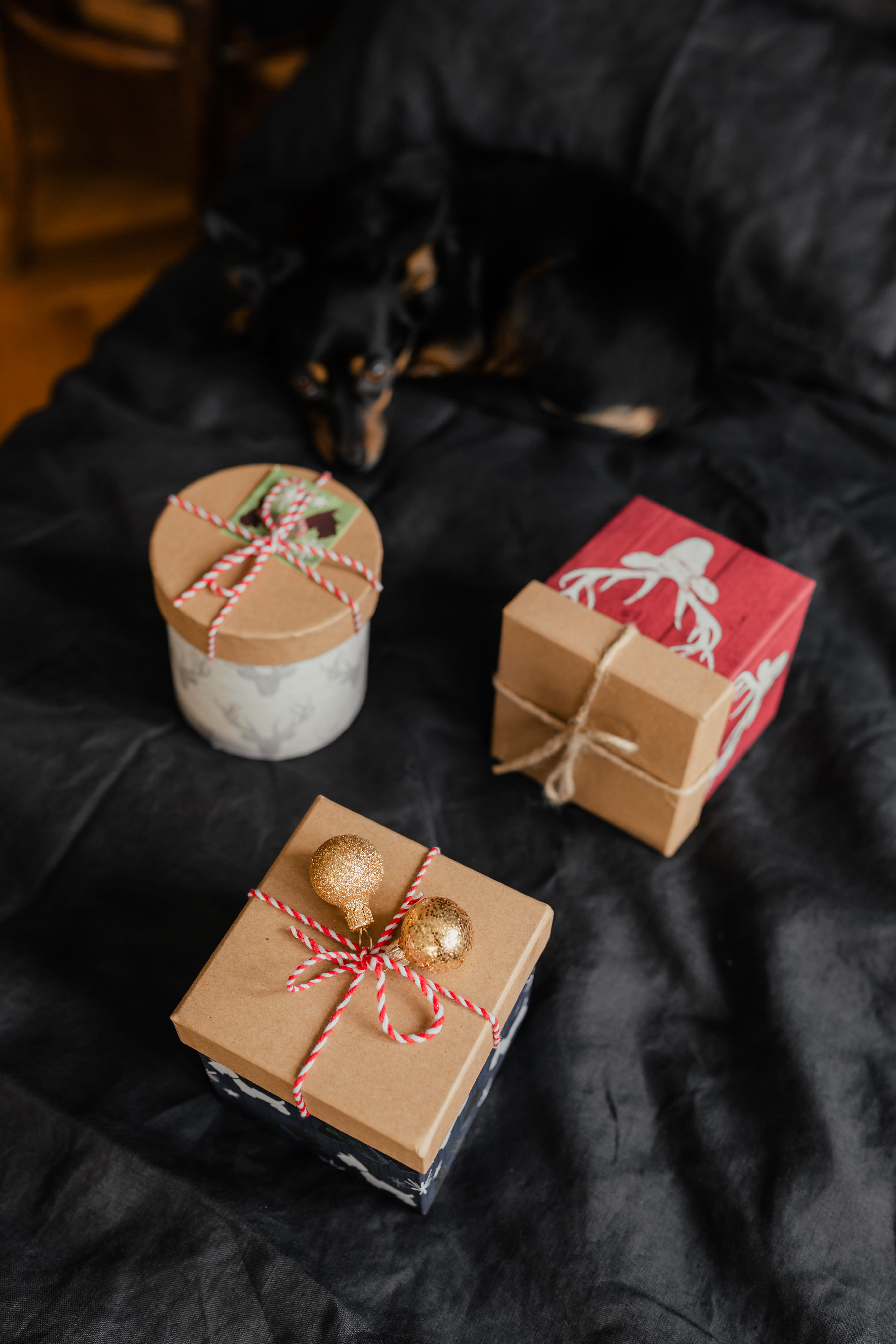 temptation, close-up, small dog, pet, food and drink, cute dog, xmas, december, paper, little, bedroom, food, holiday, box - container, box, indoors, high angle view, Phone HD Wallpaper