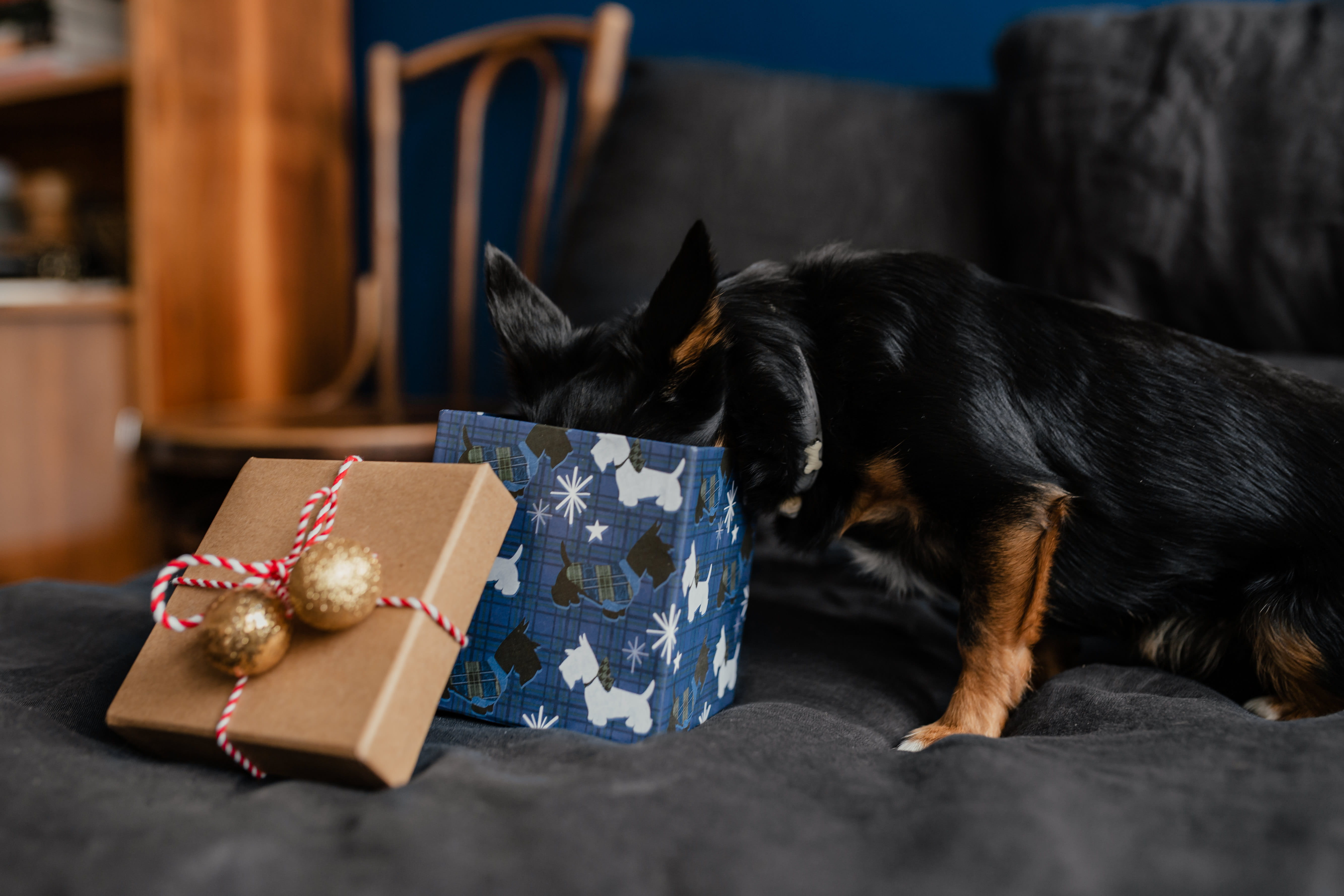 vertebrate, indoors, animal themes, xmas, dog, animal, holiday, one animal, no people, box - container, cute dog, bedroom, december, black, relaxation, HD Wallpaper