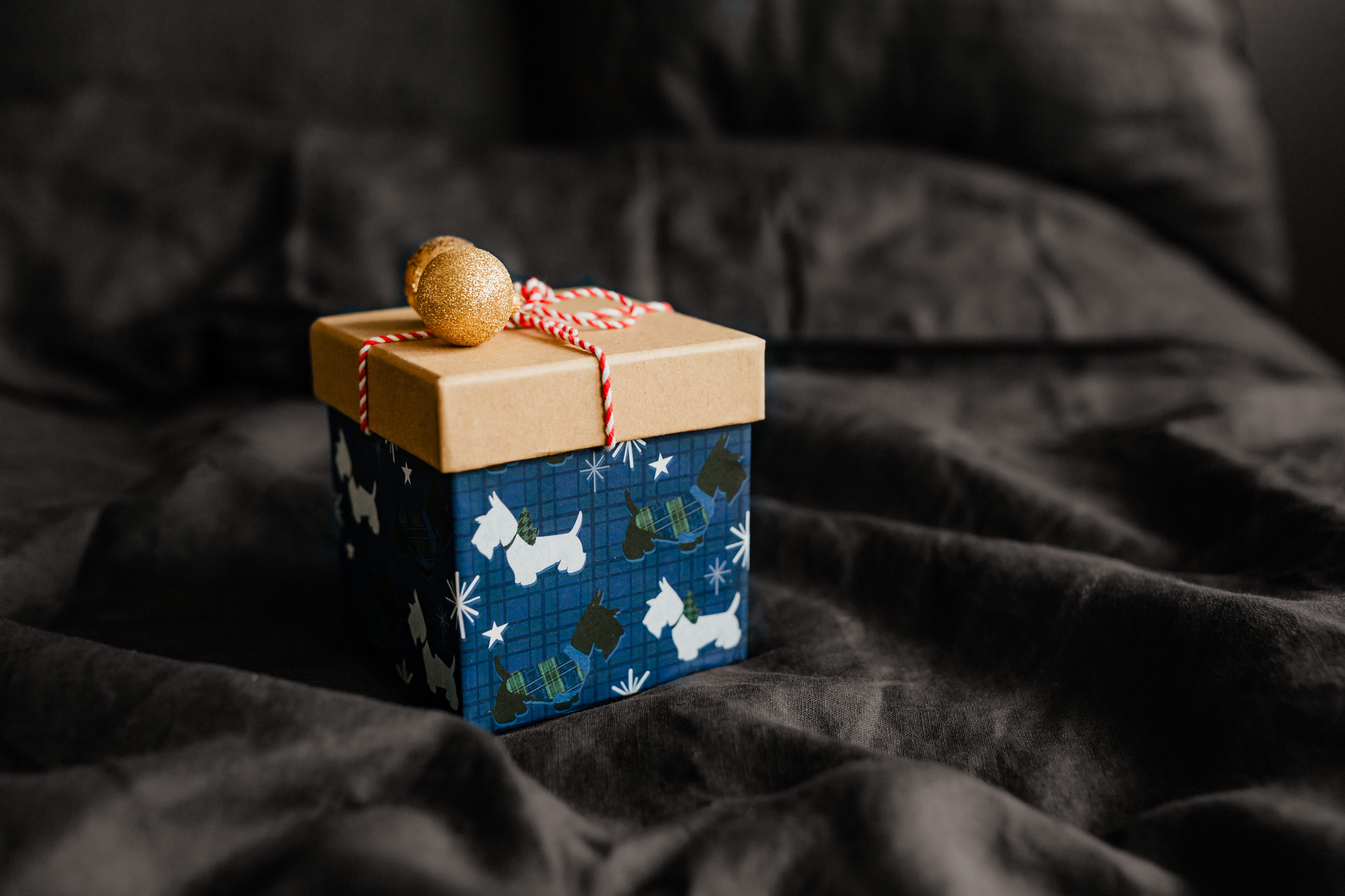 box - container, surprise, wrapping paper, cute dog, bedding, still life, gifts, celebration, present, puppy, small dog, christmas present, no people, indoors, HD Wallpaper