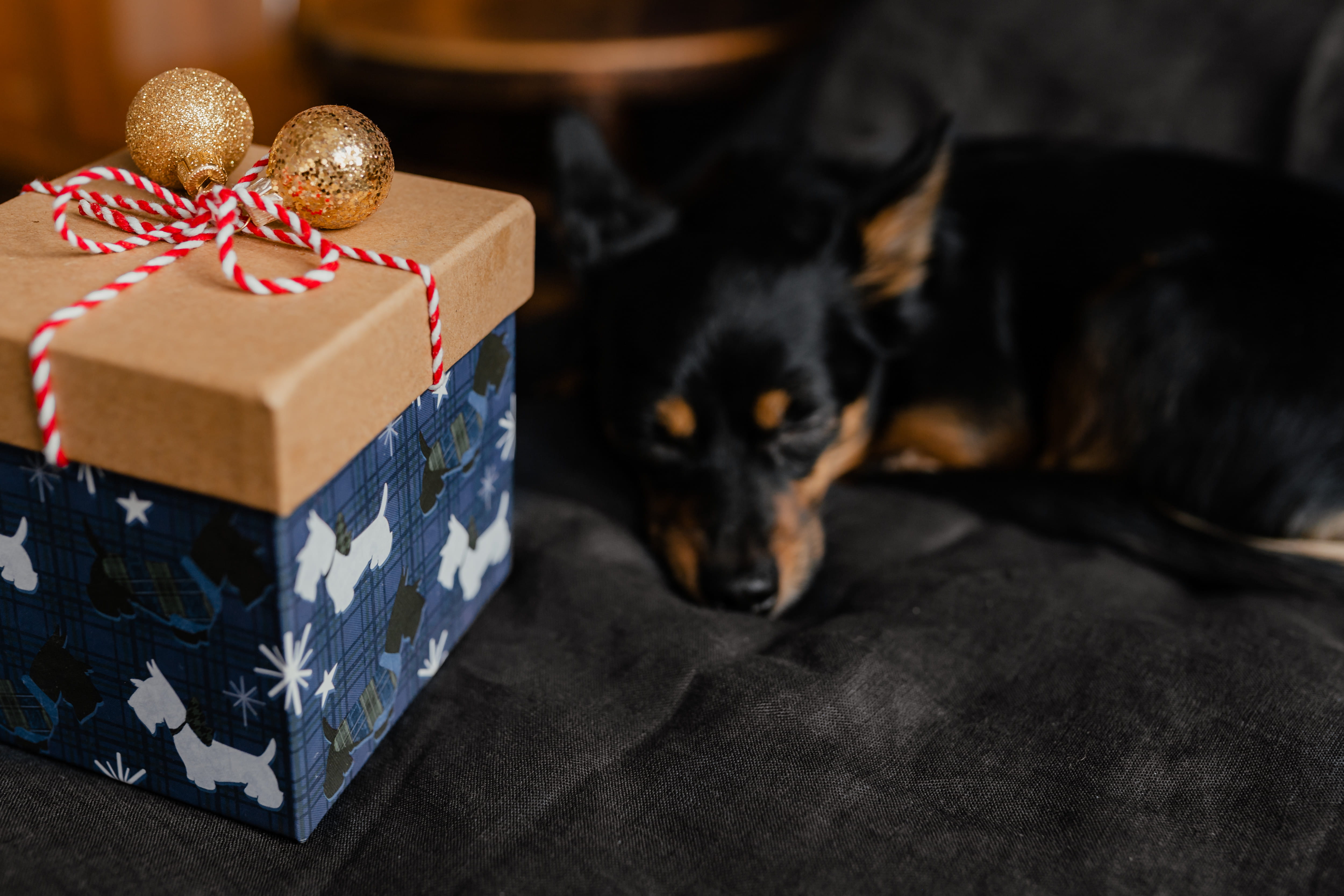 cute dog, cute, gift, box, 4K, present, small, pet, gift box, bedroom, puppy, little, box - container, wrapping paper, animal themes, celebration, indoors, HD Wallpaper