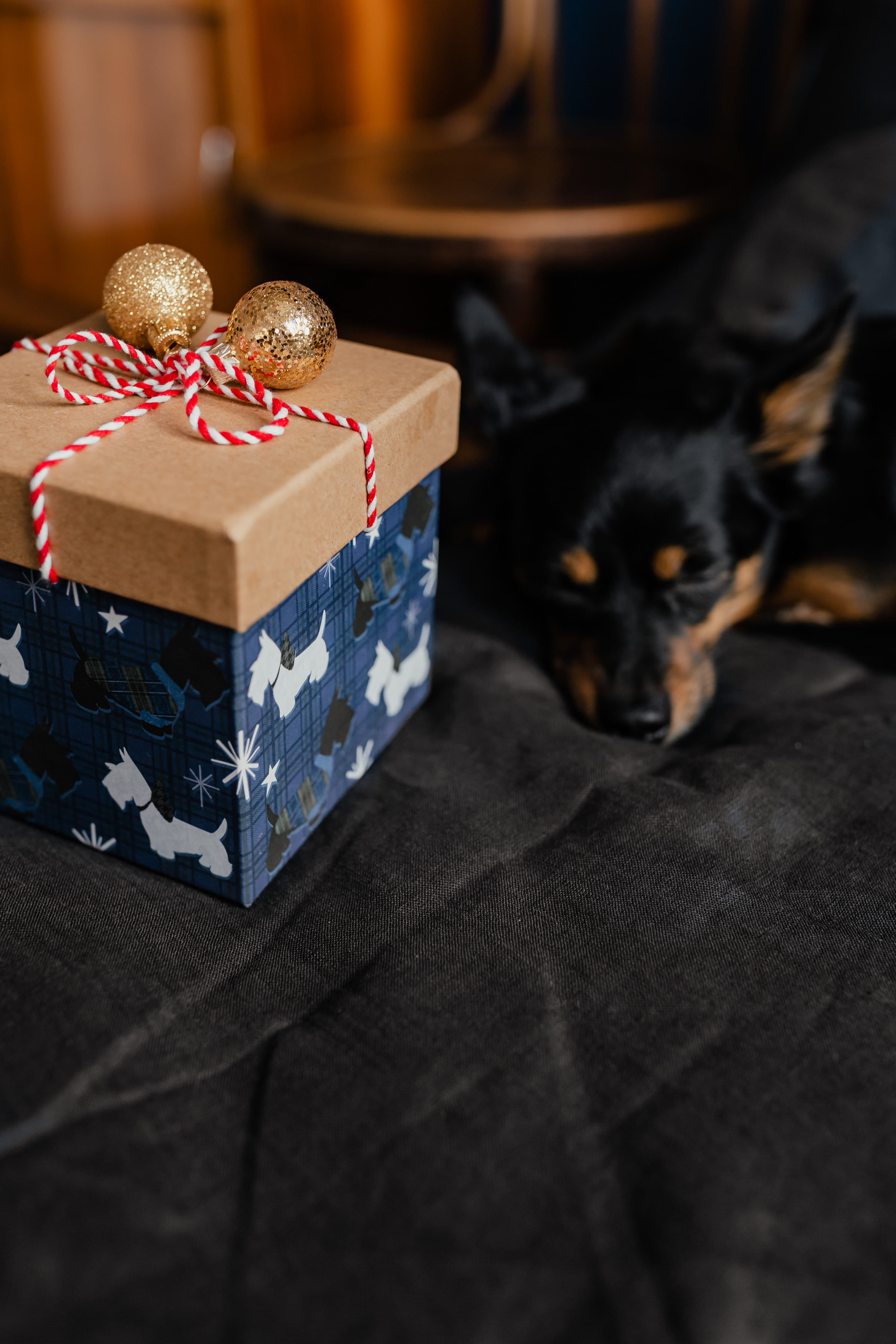 selective focus, box - container, xmas, no people, cute dog, domestic animals, puppy, pet, gift, animal themes, cute, canine, pets, celebration, present, Phone HD Wallpaper