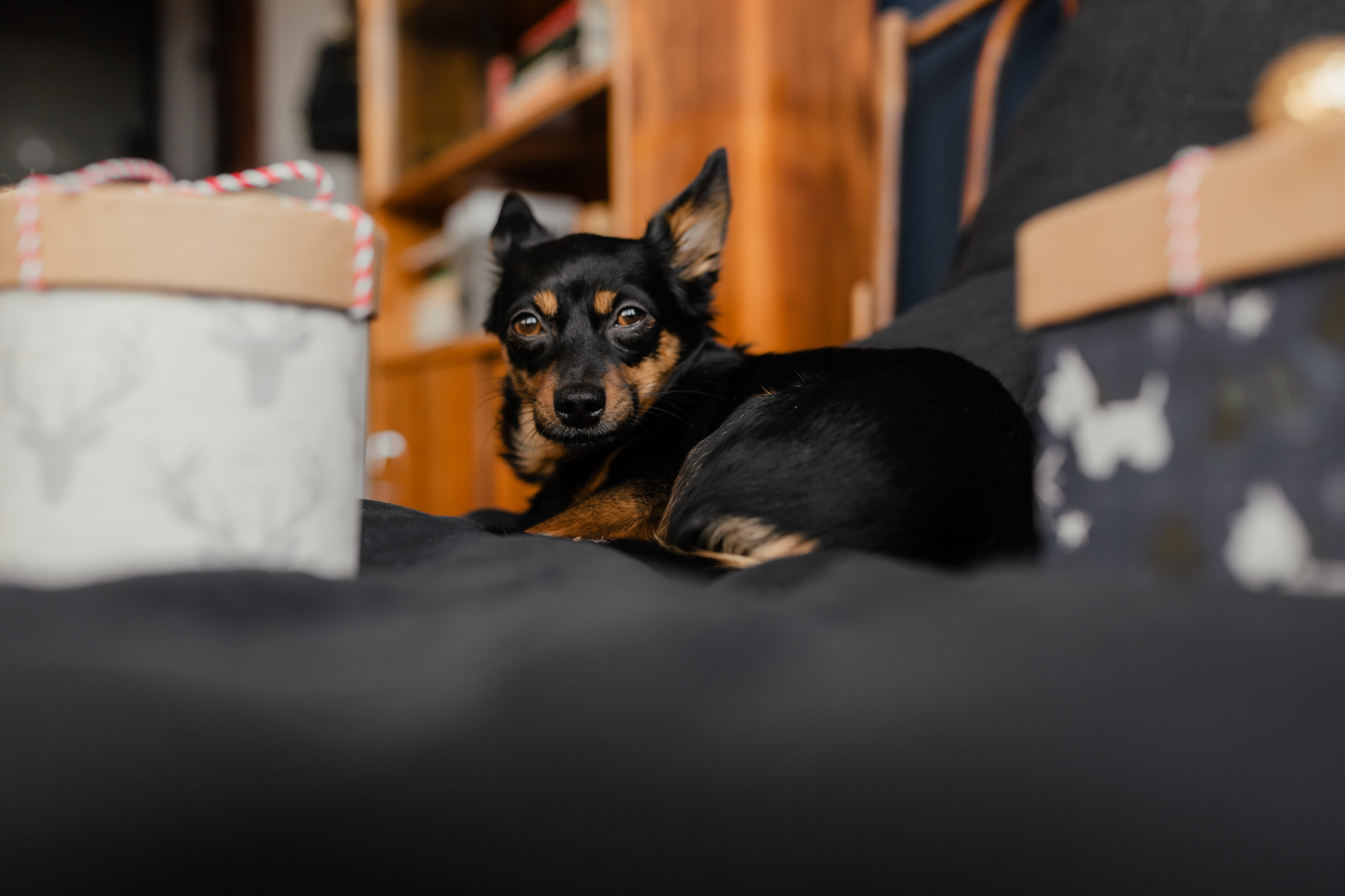 present, little, indoors, 4K, cute, bedroom, looking at camera, puppy, no people, bed, pet, vertebrate, relaxation, black, small dog, gifts, one animal, HD Wallpaper