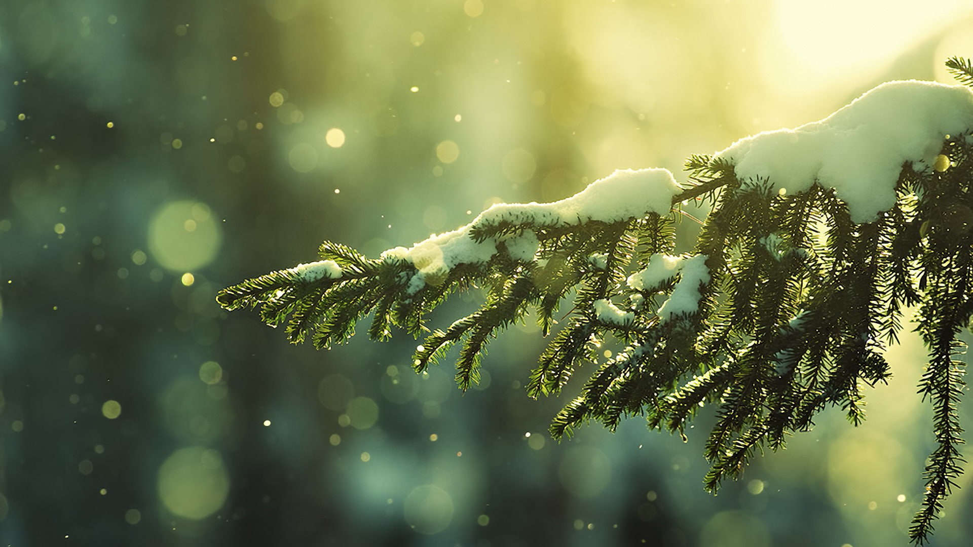 tree, bokeh, christmastree, 1080P, hd, snowy, HD Wallpaper
