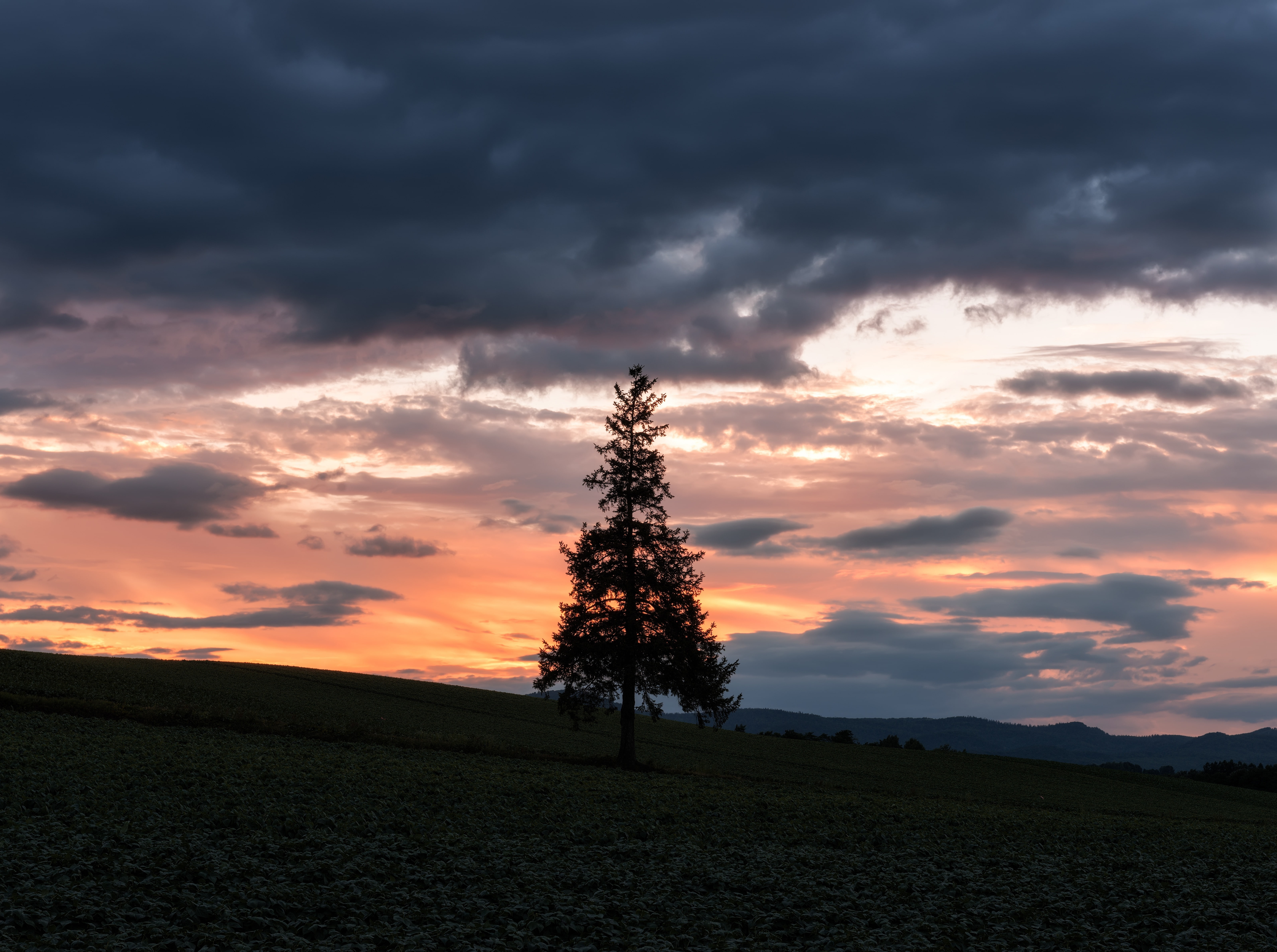Sun and Sky, tranquil scene, silhouette, scenics - nature, plant, beauty in nature, 5K, christmas, Cloudy, hokkaido, christmastree, Landscape, land, no people, HD Wallpaper