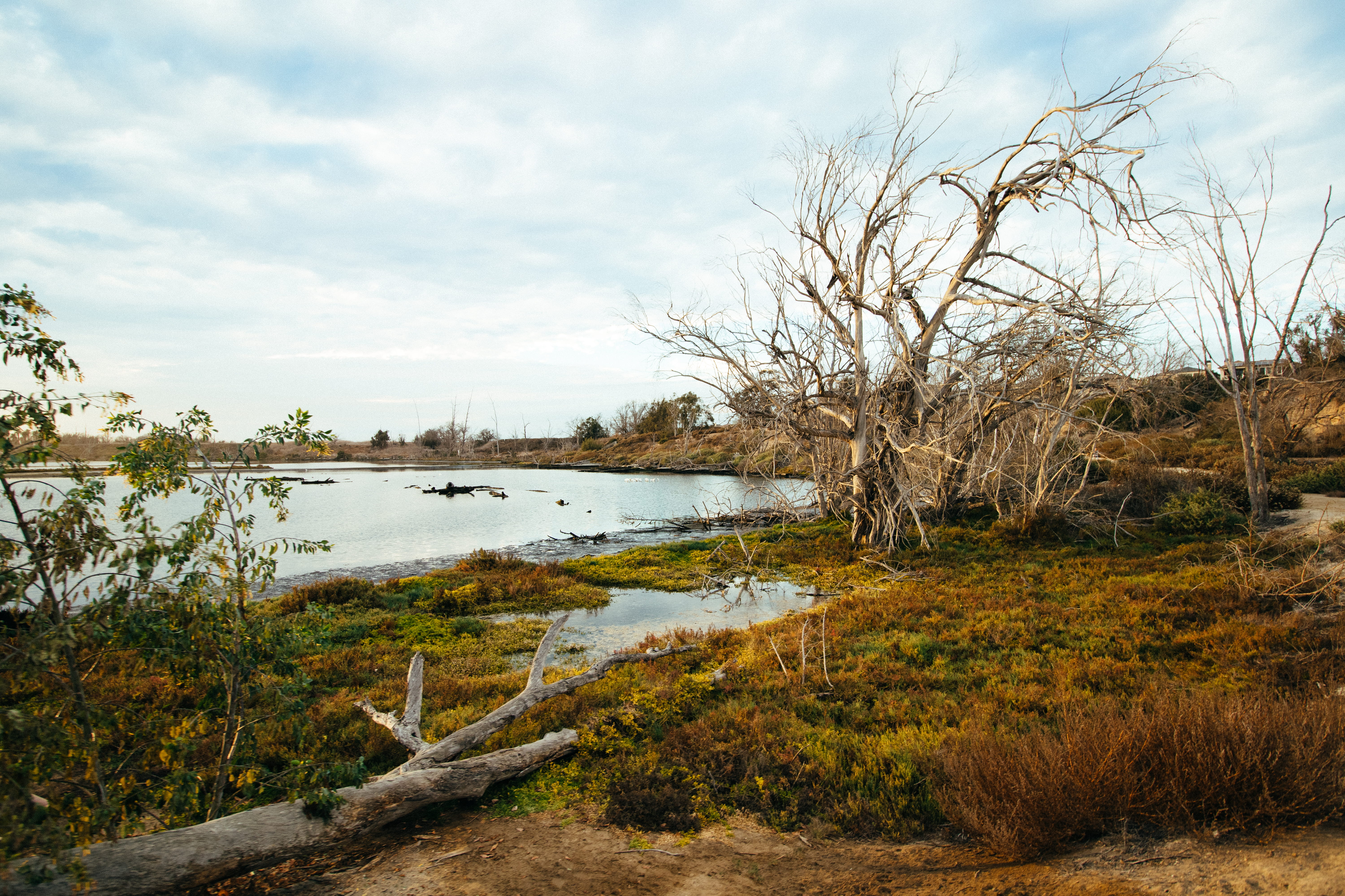 water, golden hour, cloud - sky, tree, grass, day, tranquility, outdoors, scenics - nature, united states, bare tree, sky, bolsa chica, huntington beach, HD Wallpaper