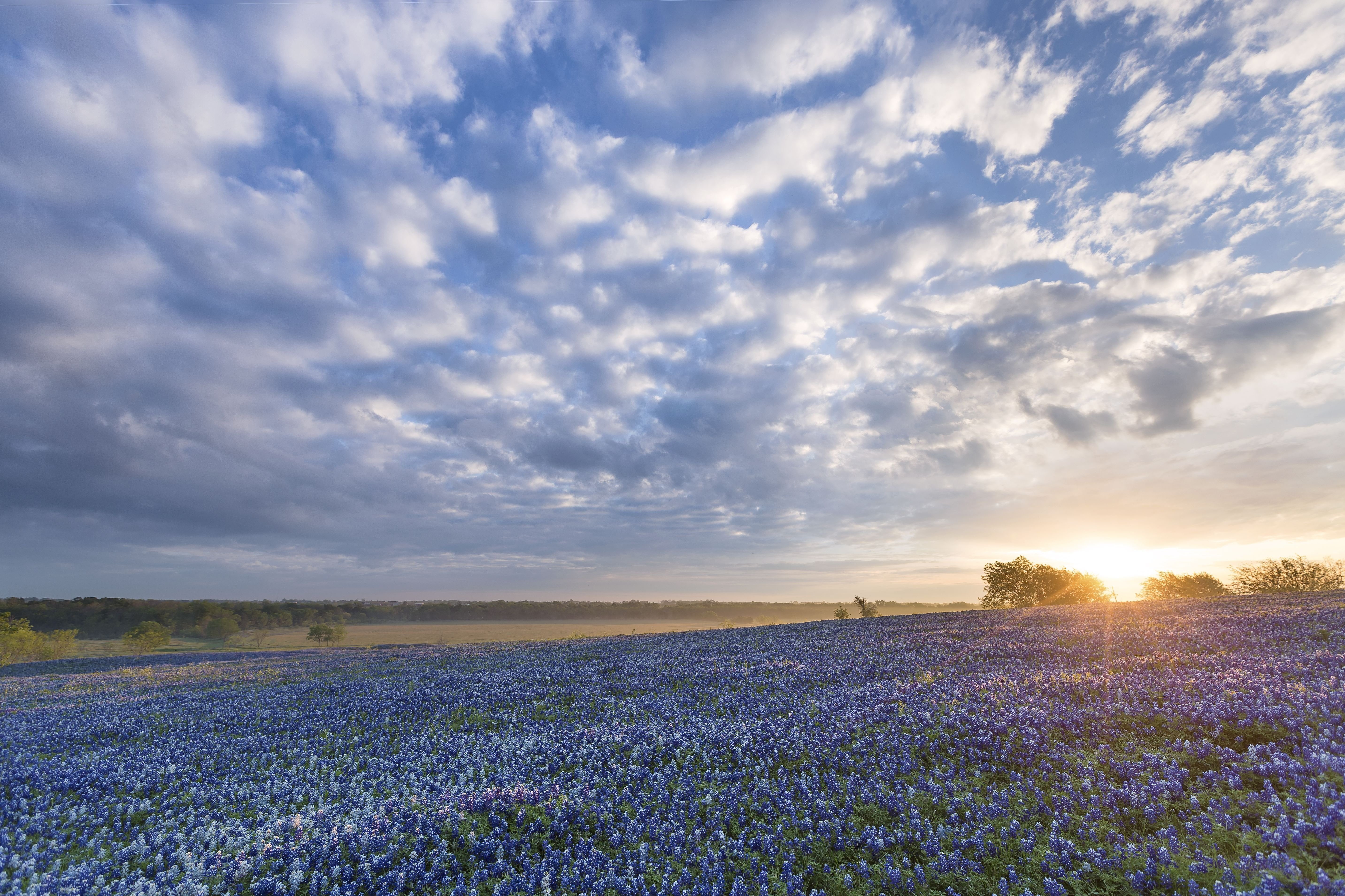 texas, field, ennis, 5K, bluebonnet, flowers, sunrise, HD Wallpaper