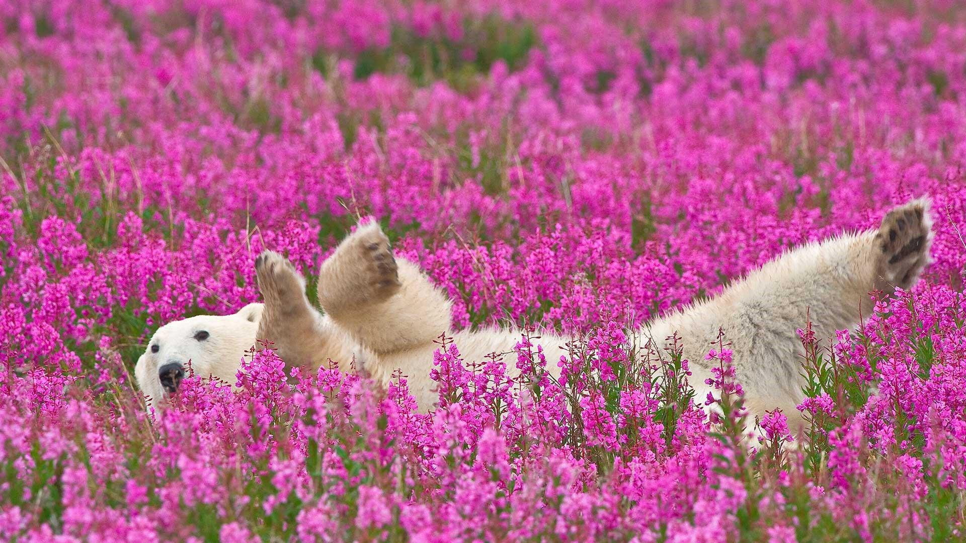 animal, field, nature, 1080P, polar bear, flowers, bear, HD Wallpaper