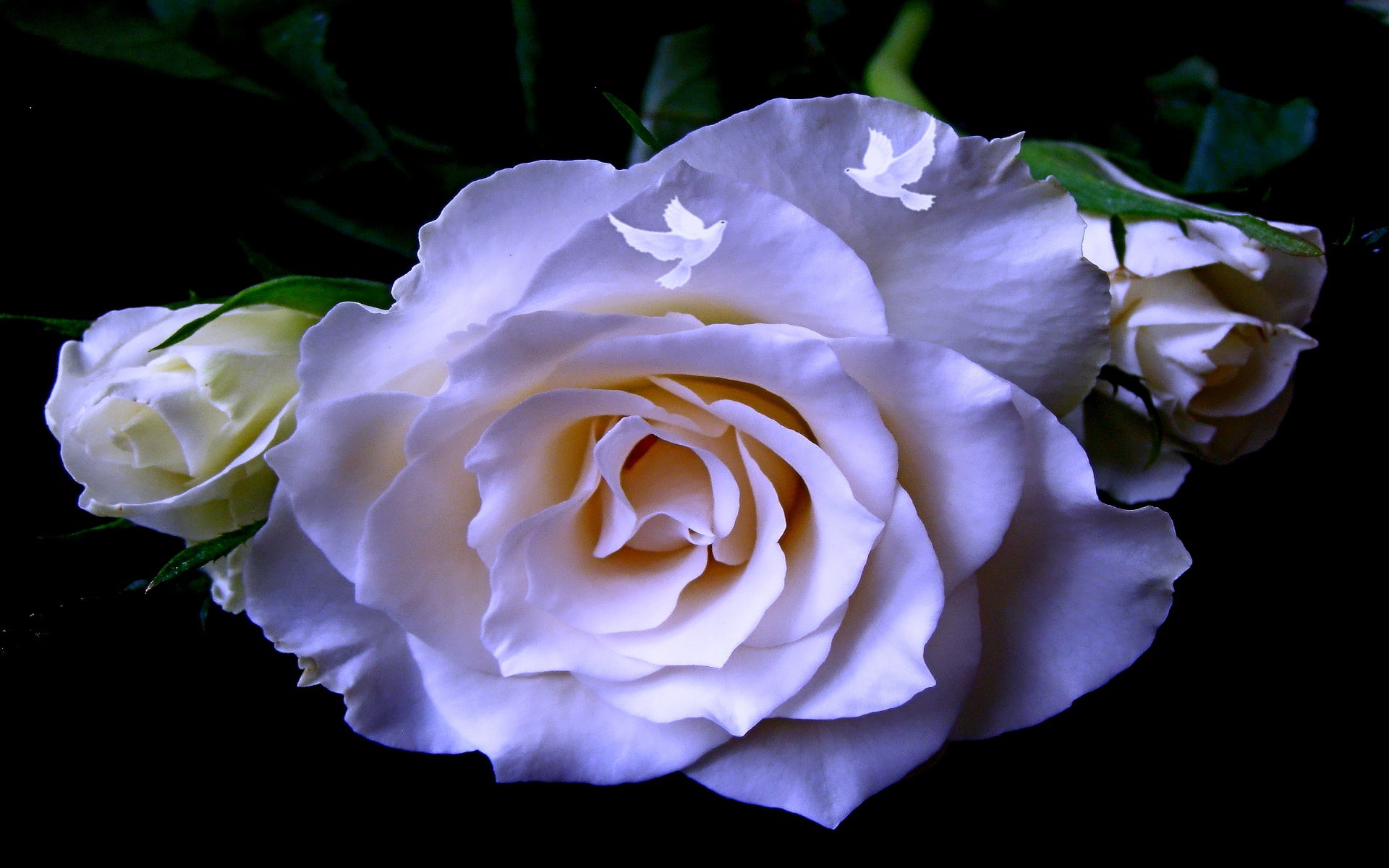 lovely, Glow, beauty, prosperities, loving, 1080P, nature, caring, art, hd, Flowers, HD Wallpaper