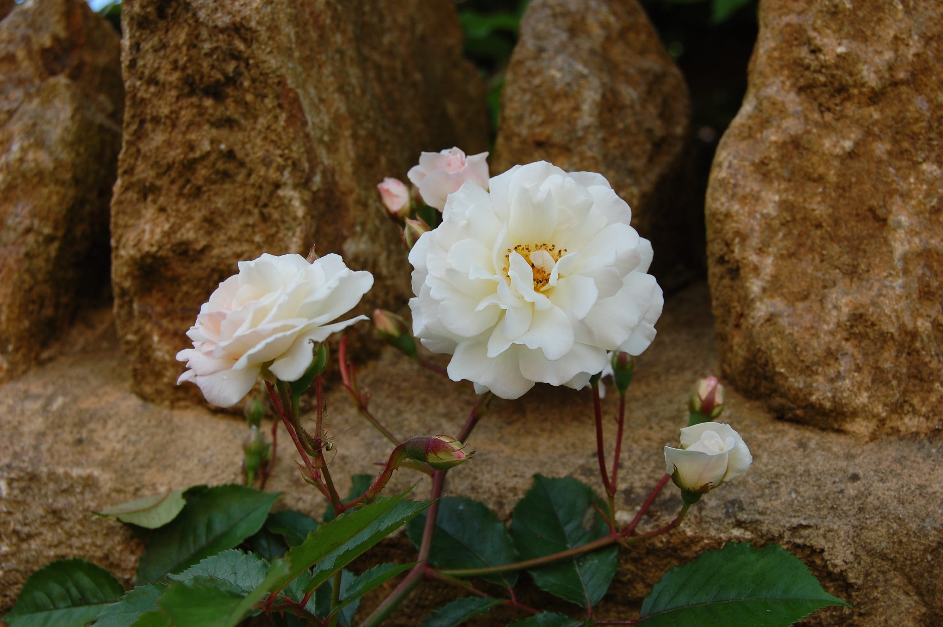 growth, flowering plant, plant, plant part, freshness, rock, focus on foreground, 2K, nature, close-up, White Rose, rose, Prosperity, leaf, flower Head, HD Wallpaper