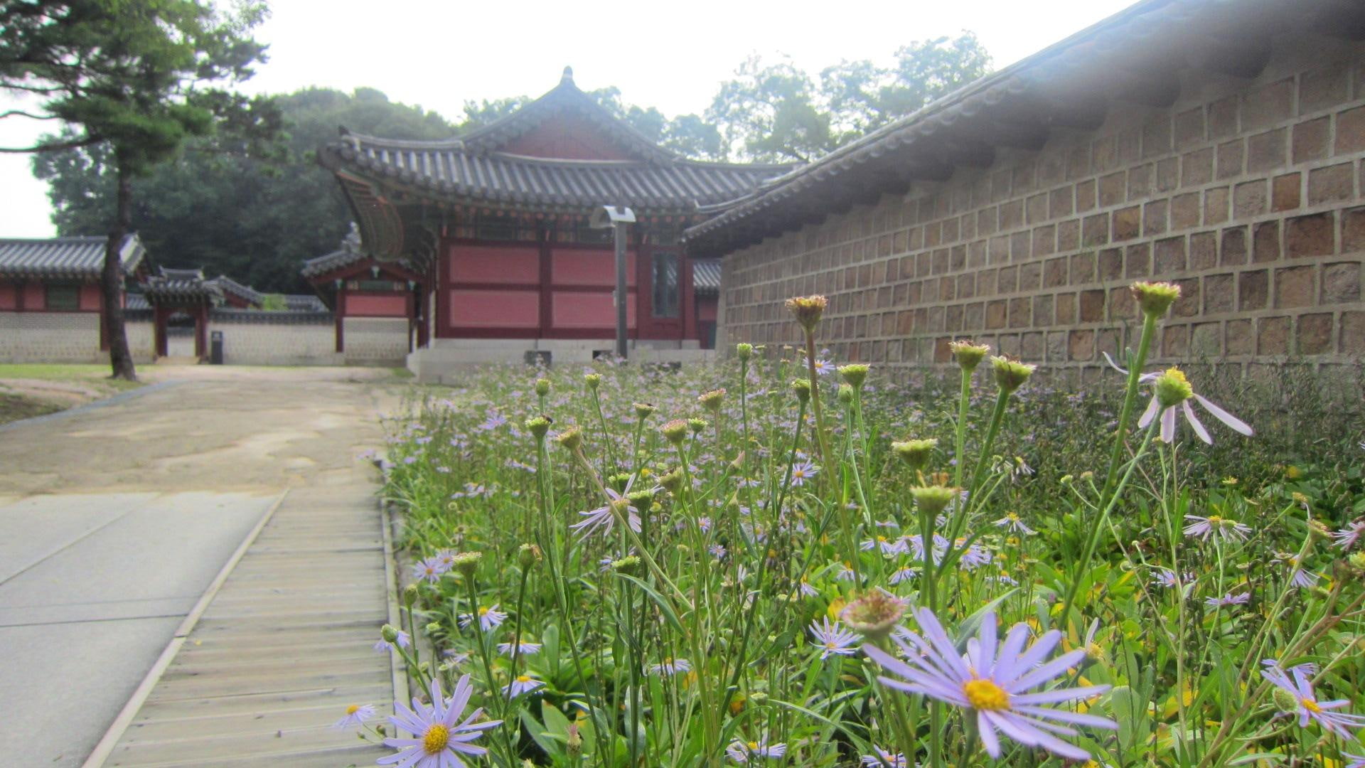 korea, changdeokgung, flowers, historic-heritage, garden, changdeokgung-palace, 1080P, palace, HD Wallpaper