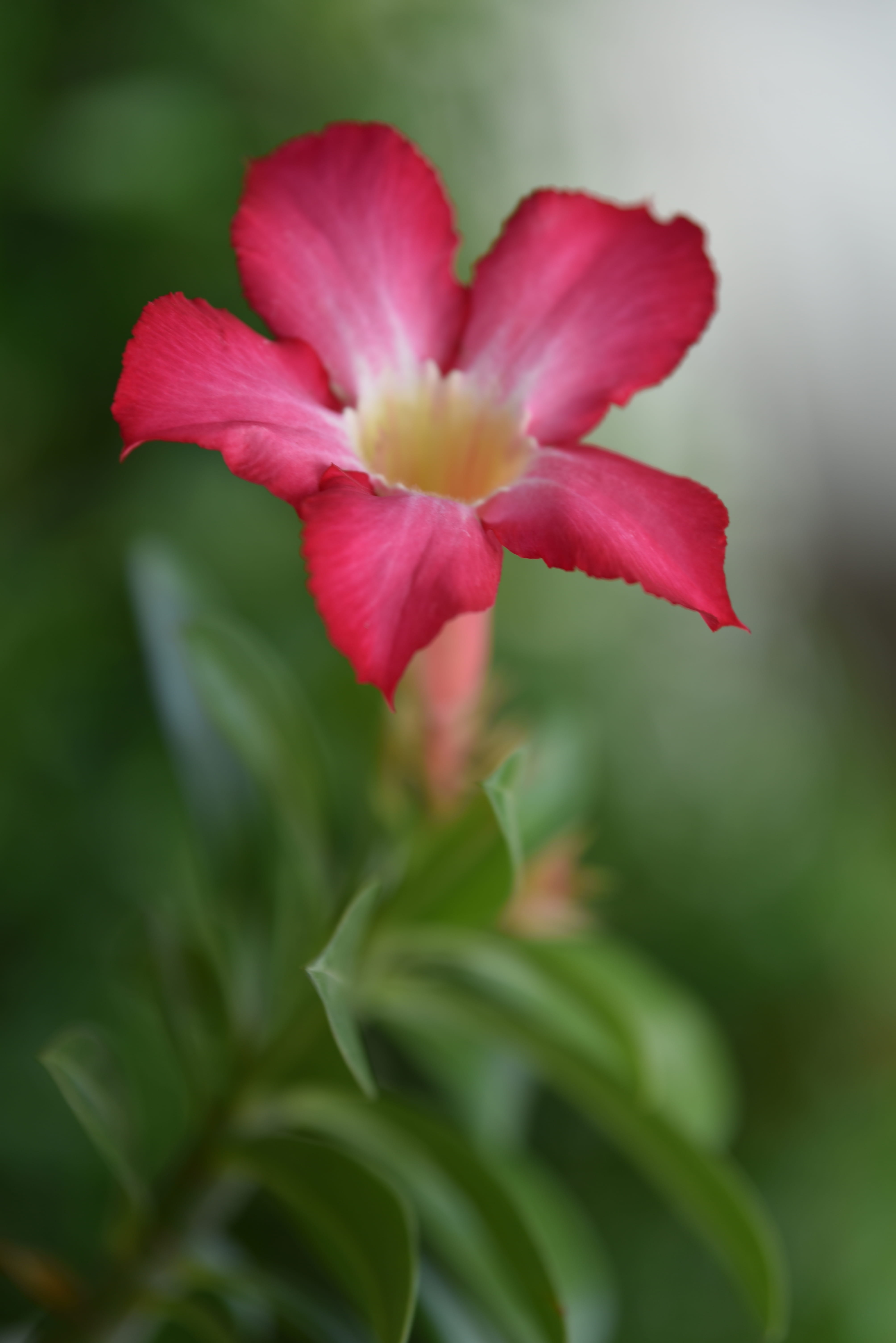 glow, nature, 5K, pink, flower, focus, vulnerability, plant part, no people, purple, pink color, flower head, prosperity, selective focus, yellow, petal, Phone HD Wallpaper