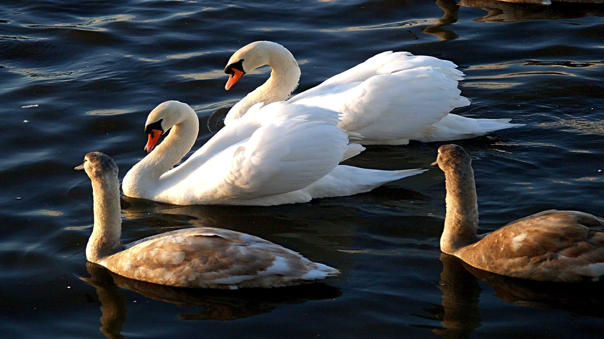 white, loving, beauty, ducks, 1080P, family, lakes, hd, art, water, warm, animals, prosperous, HD Wallpaper