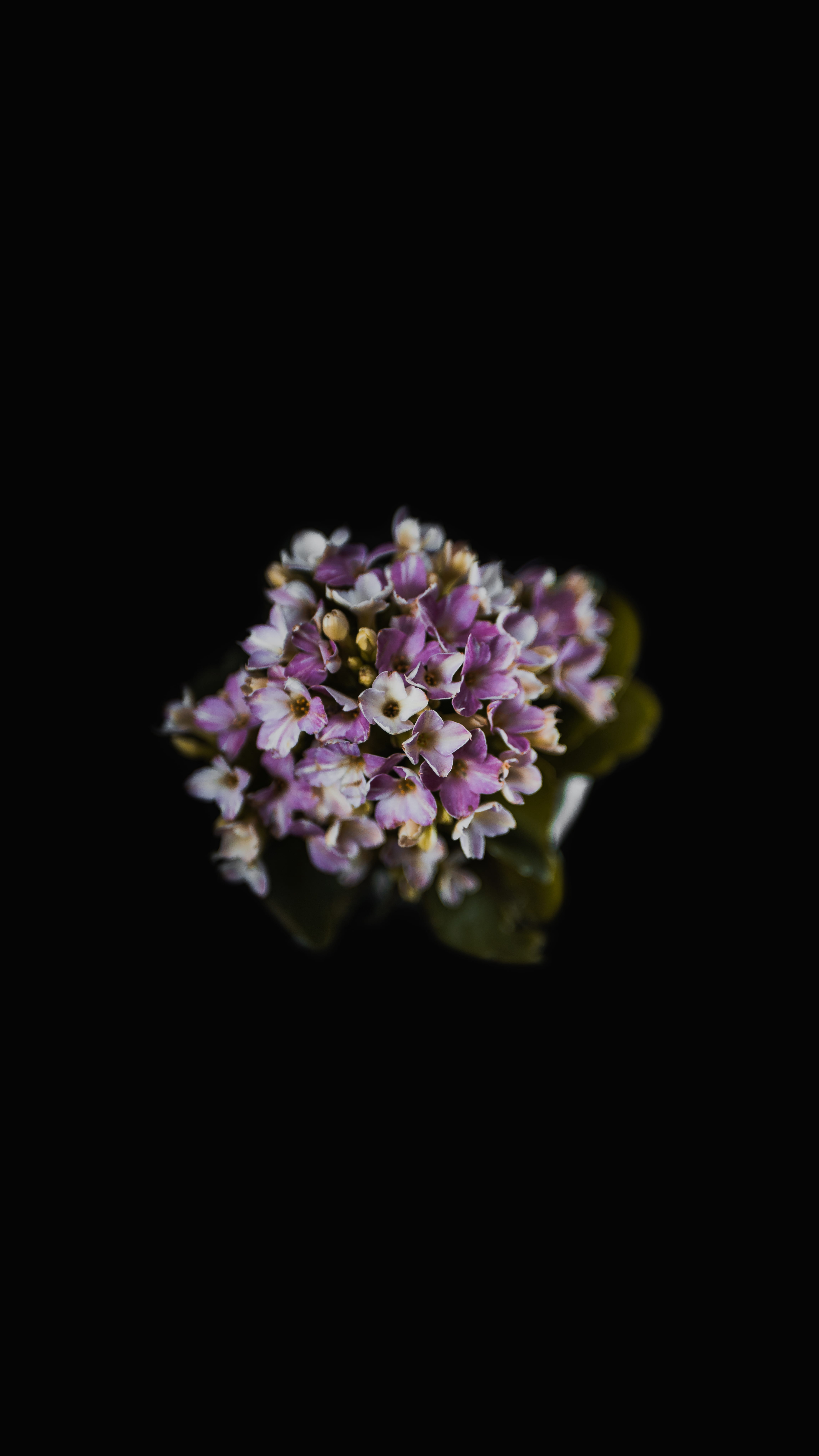 studio shot, growth, freshness, flower, focus, contrast, soft, close, screensaver, indoors, plant, inflorescence, violet, flowering plant, hd, black background, Phone HD Wallpaper