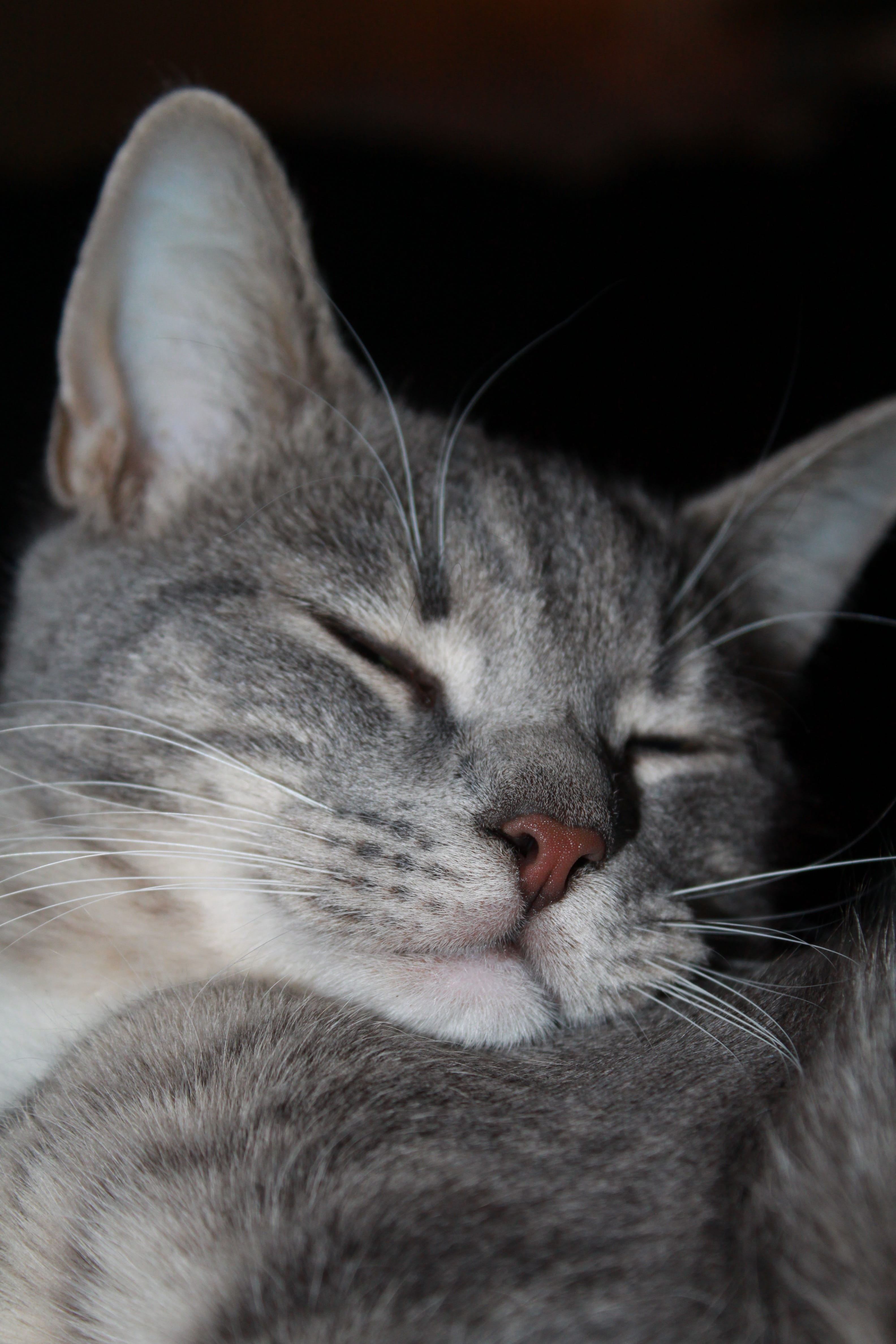 Cat, happy, relaxation, domestic, enjoy, one animal, animal, Cute, animal nose, sleeping, Prosperous, indoors, eyes closed, animal world, vertebrate, Pets, Phone HD Wallpaper