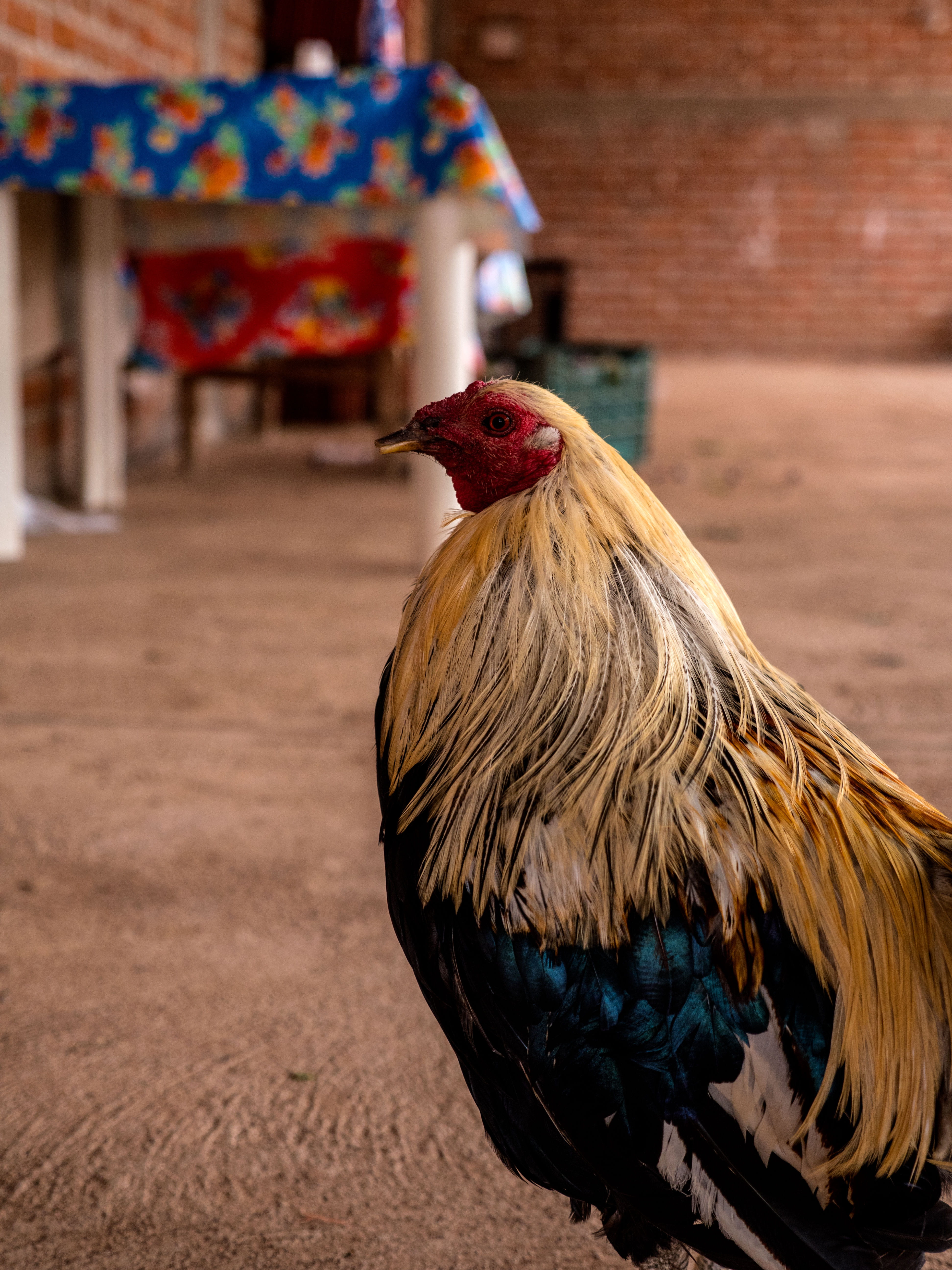 animal, nature, zacatecas, domestic animals, livestock, pets, mammal, vertebrate, chicken, day, domestic, male animal, focus on foreground, no people, gx8, Phone HD Wallpaper