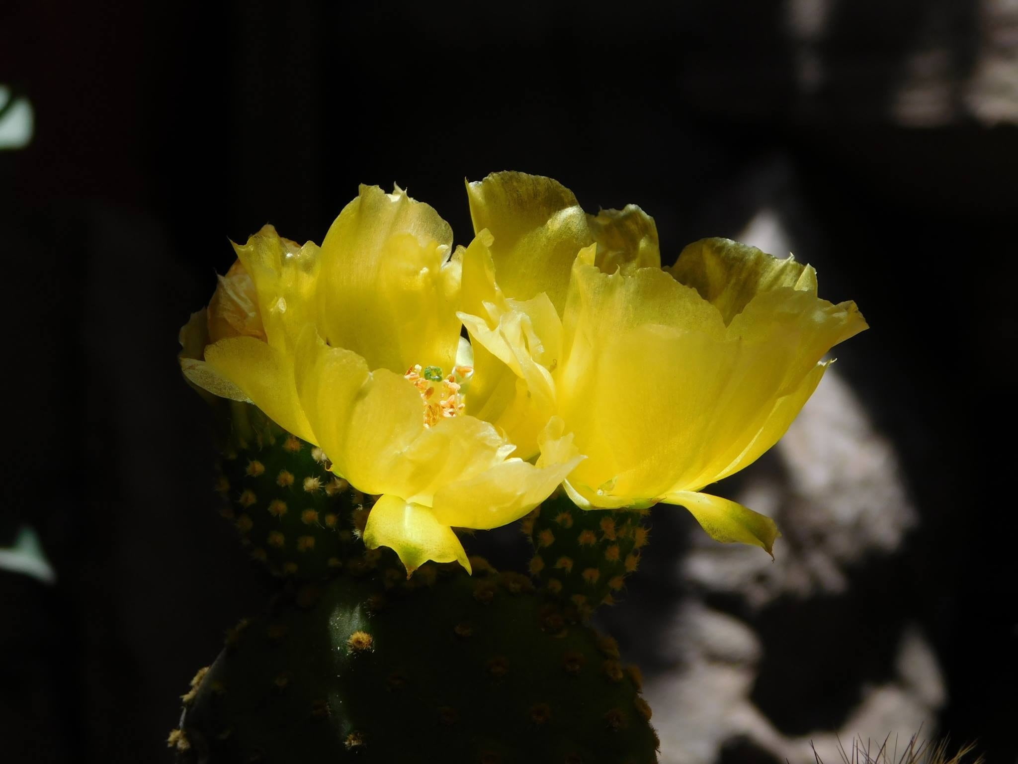 inflorescence, yellow, petal, springtime, cactus, vulnerability, flower head, zacatecas, mexico, beauty in nature, 1080P, nature, plant, night, freshness, HD Wallpaper