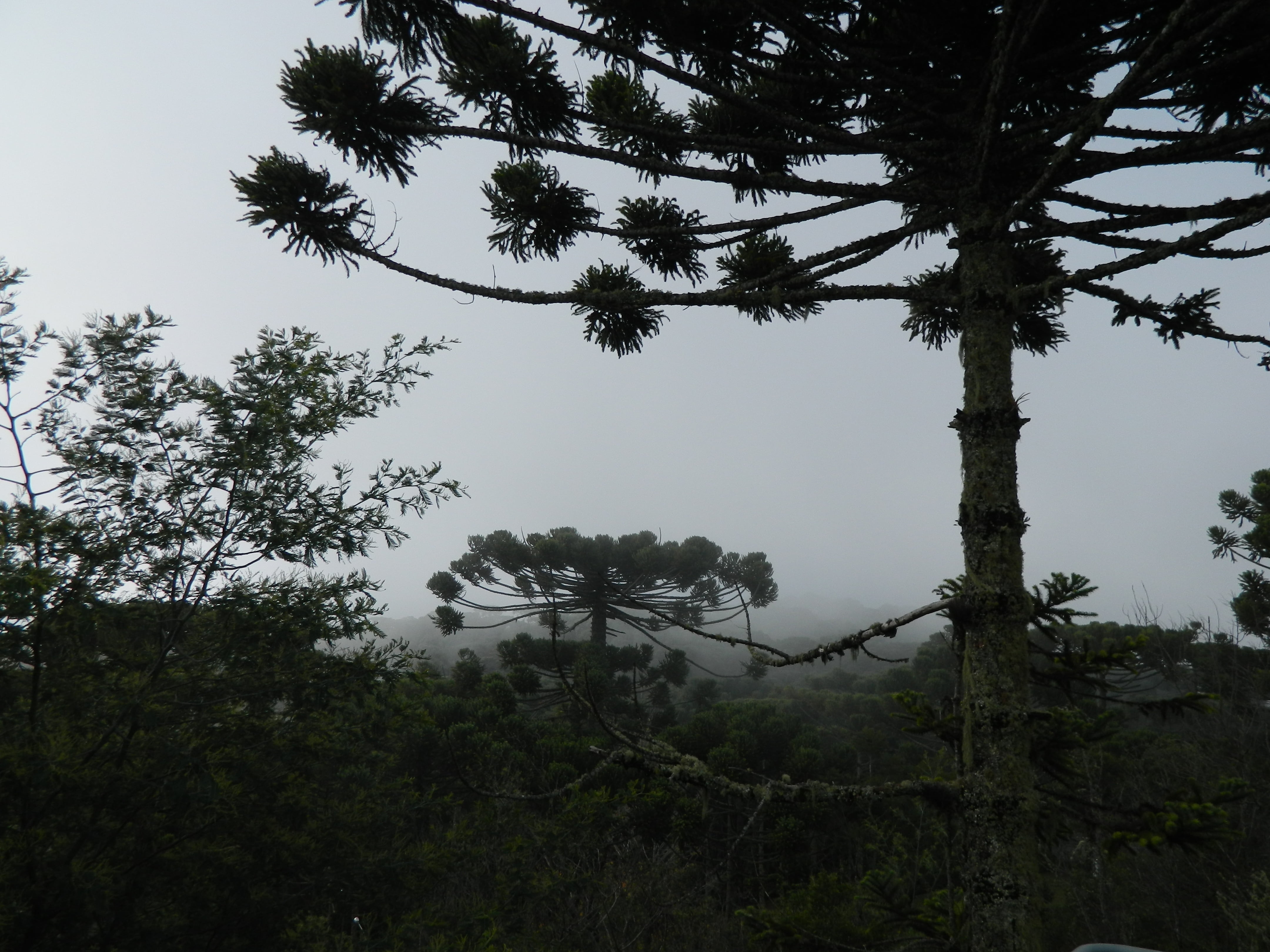 sky, day, tree trunk, forest, scenics - nature, 4K, beauty in nature, tree, low angle view, non-urban scene, branch, no people, trunk, araucaria, tranquil scene, HD Wallpaper