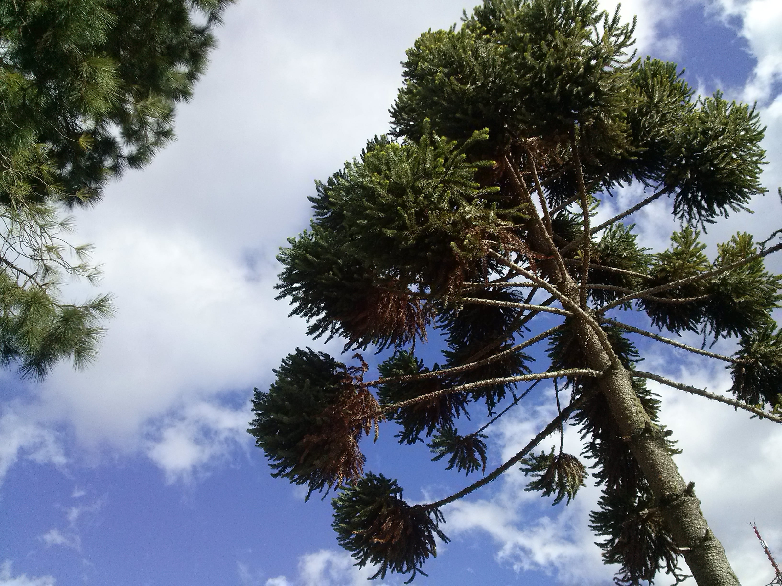 jordan, fields, tranquil scene, directly below, sky, outdoors, low angle view, cloud - sky, green color, no people, pine tree, tree trunk, coniferous tree, HD Wallpaper