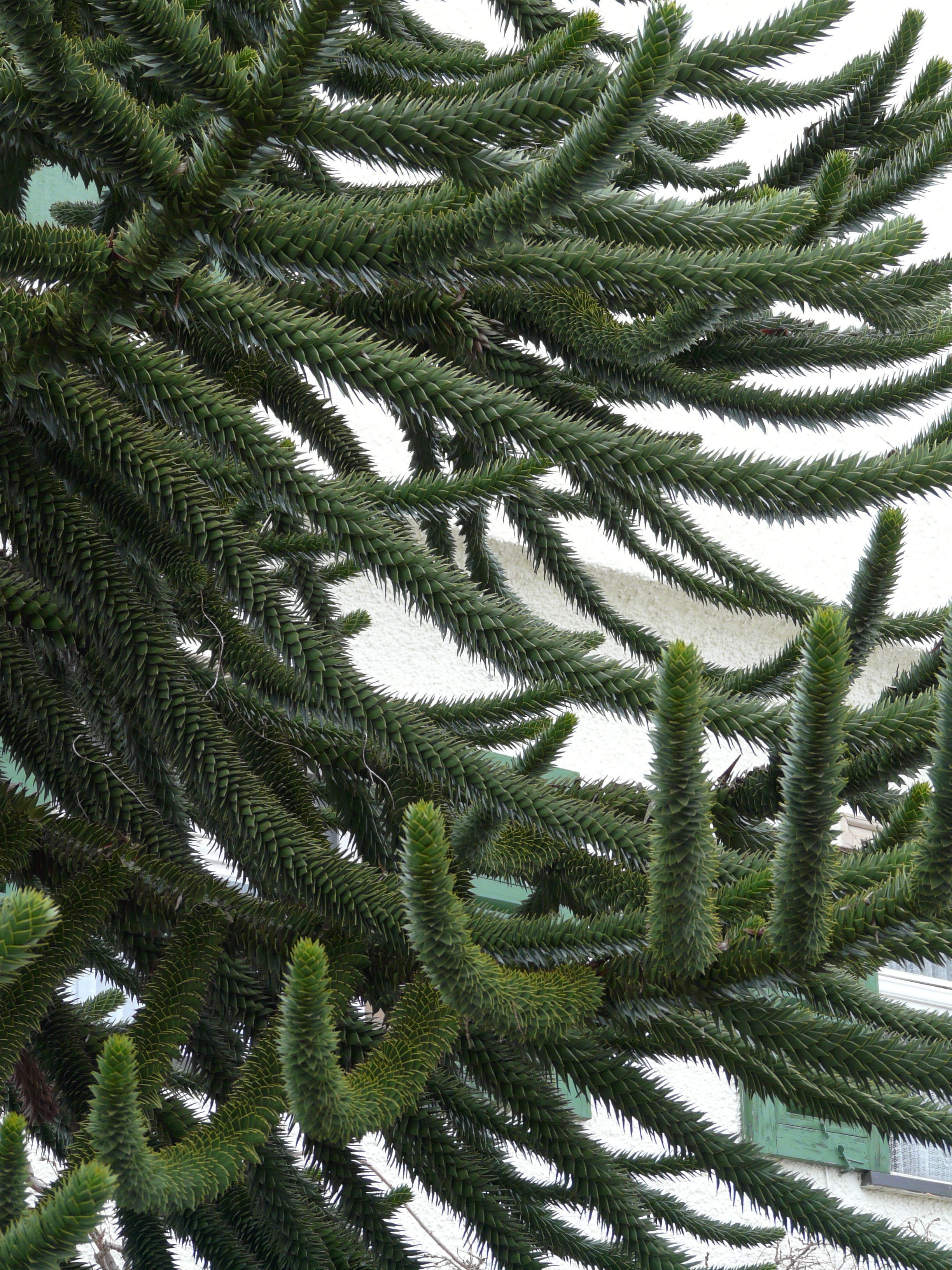 chile pine, shed fir, araucariaceae, nature, fir tree, jewelry fir, outdoors, pattern, leaf, day, Tree, snake tree, fir type, araucaria, araucaria araucana, Phone HD Wallpaper