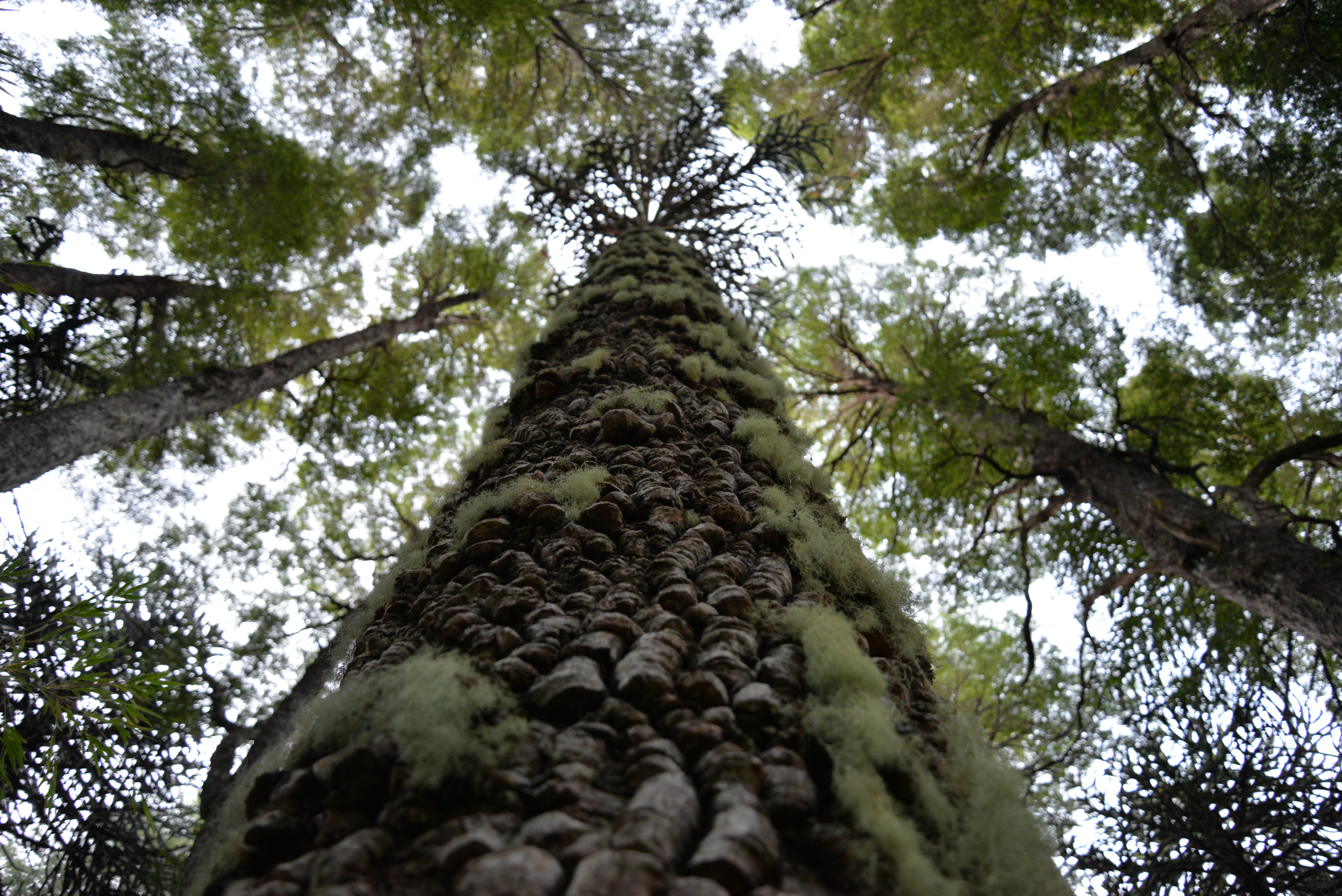 bark, araucaria araucana, forest, sky, nature, conguillío national park, cups, growth, low angle view, trunk, day, plant, perspective, tree canopy, beauty in nature, HD Wallpaper