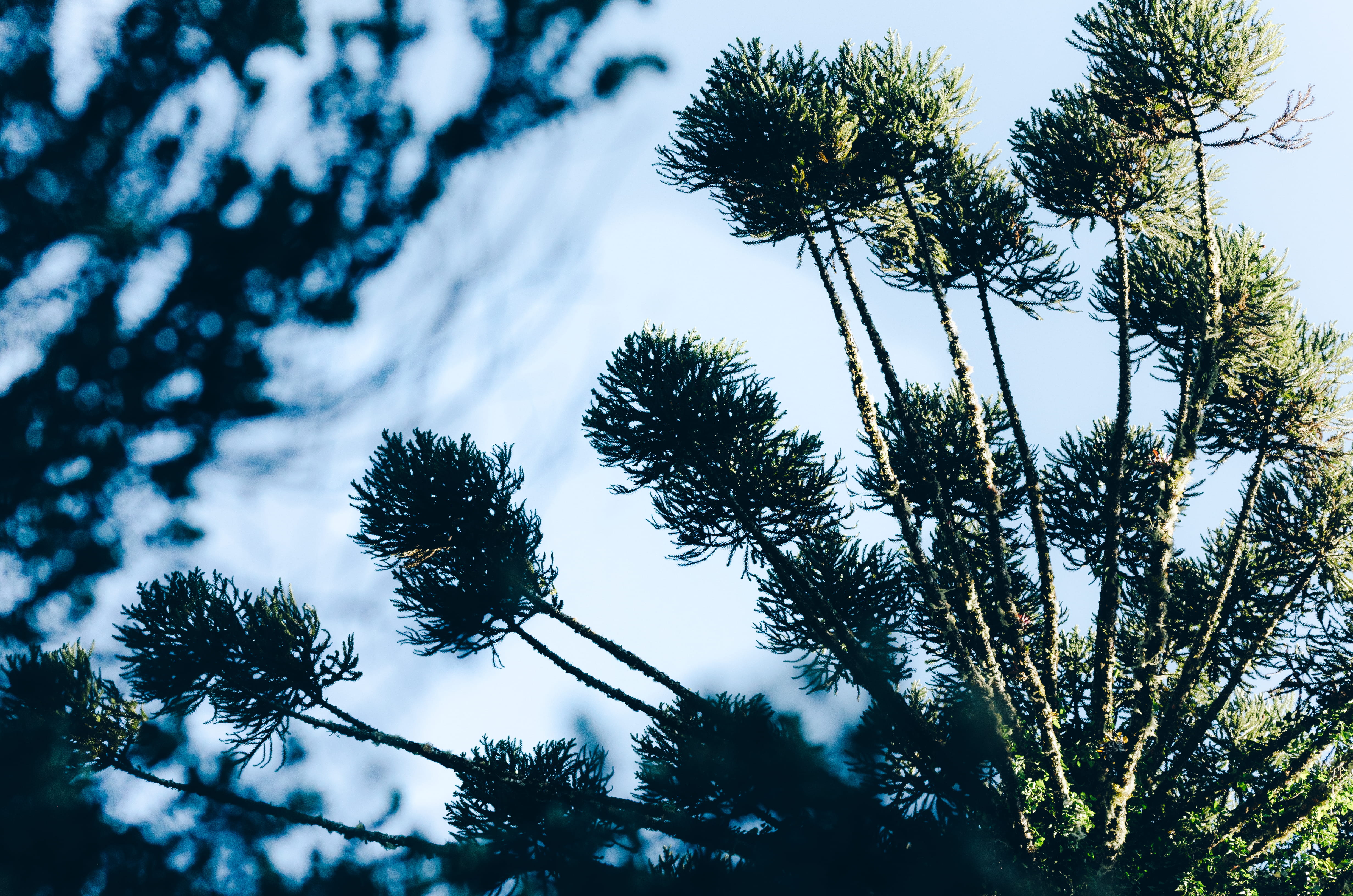 silhouette, pinheiro, focus on foreground, outdoors, no people, beauty in nature, plant, coniferous tree, low angle view, branch, land, pine tree, scenics - nature, HD Wallpaper