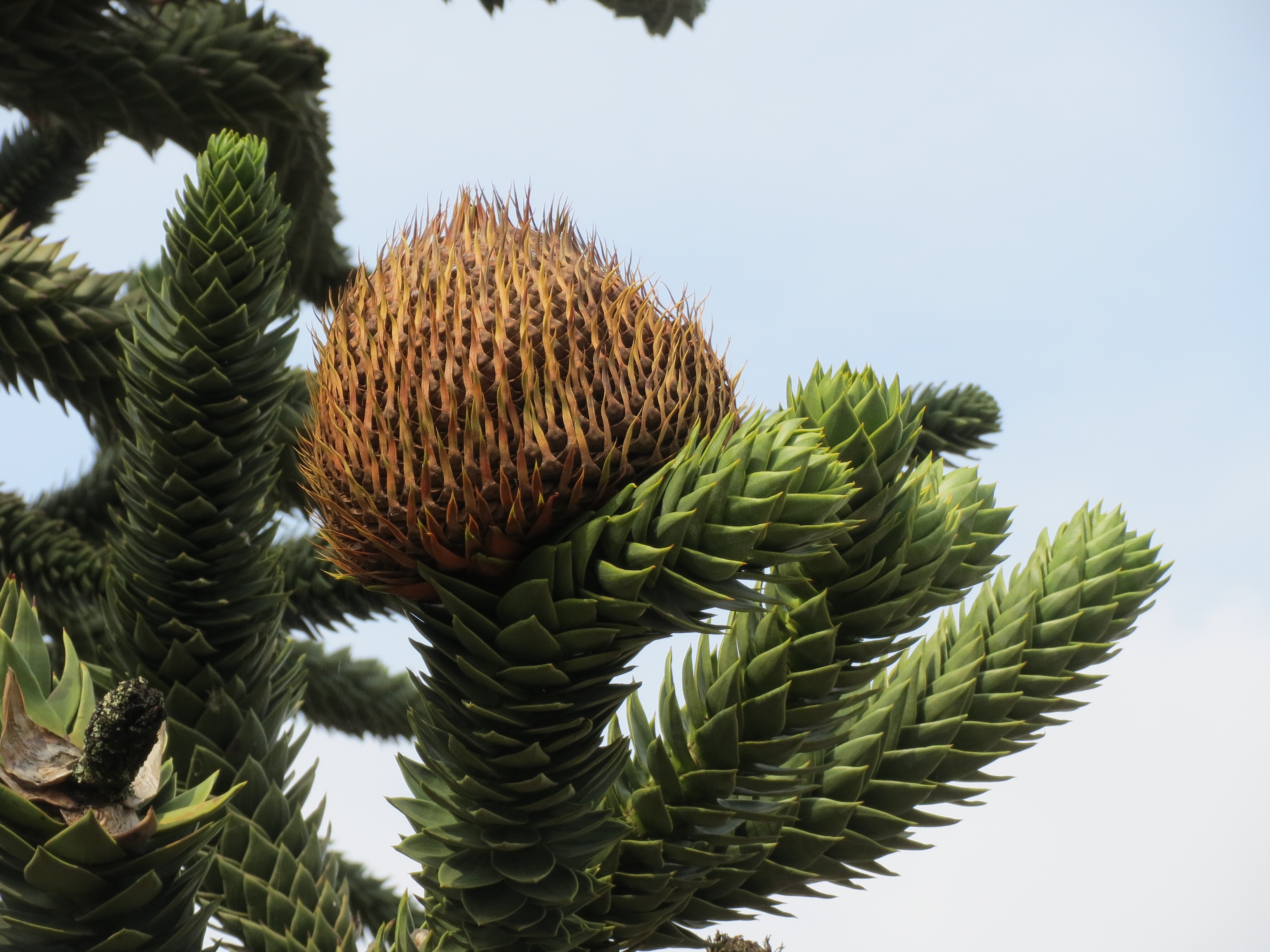 green color, sky, spiked, cactus, spiky, leaf, close-up, tree, araucaria araucna, monkey puzzle tree, beauty in nature, cone, nature, outdoors, freshness, HD Wallpaper