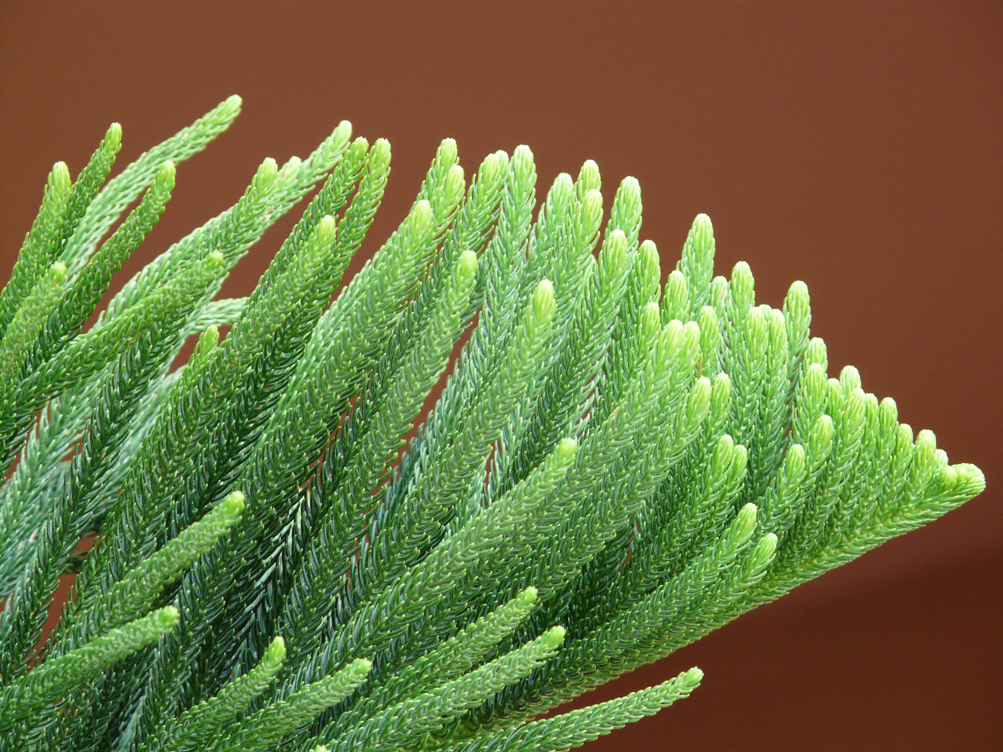 norfolk pine, growth, needles, green color, cactus, beauty in nature, green, plant part, distinctive, day, araucariaceae, freshness, araucaria, no people, HD Wallpaper