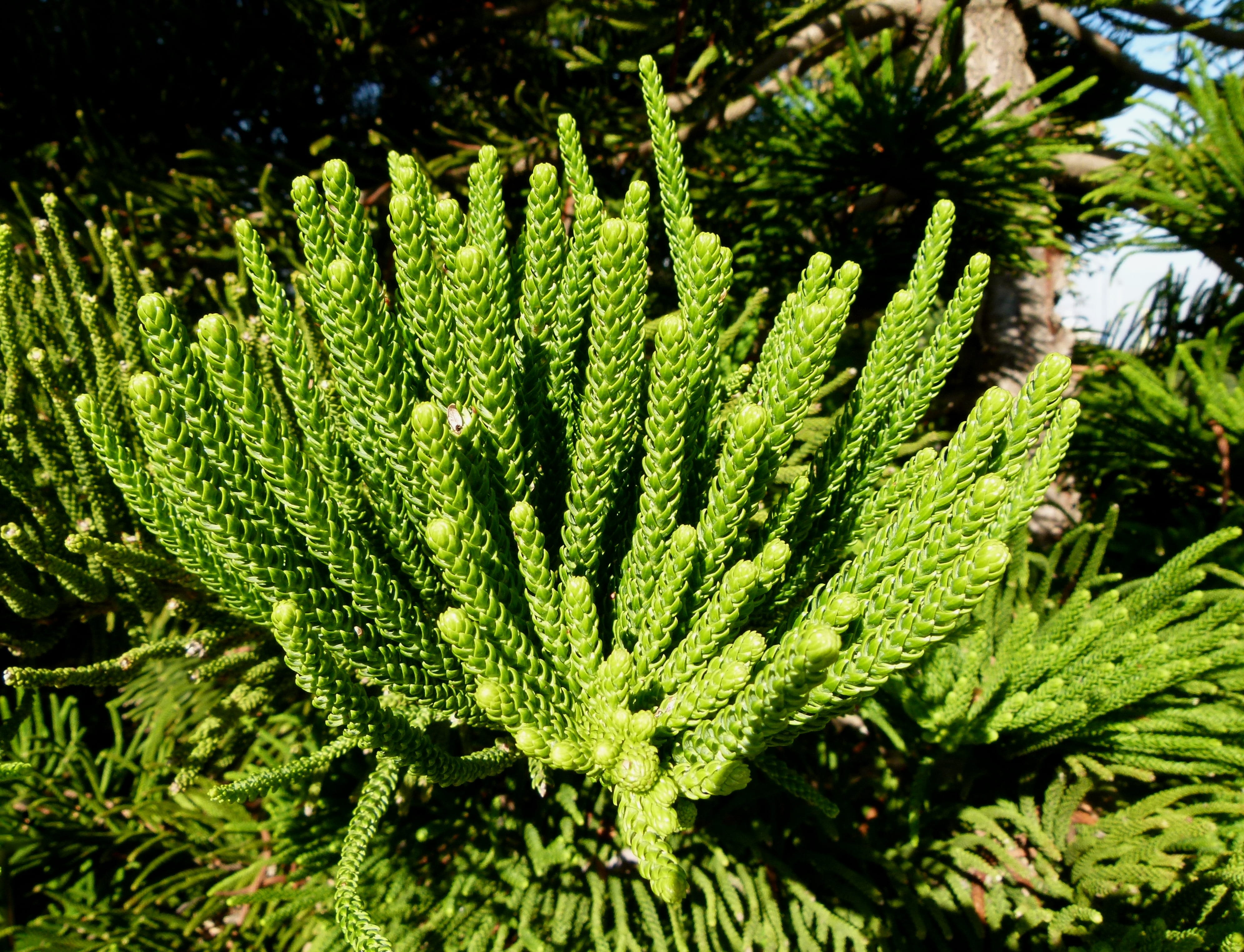 green, full frame, pine tree, plant, plant part, focus on foreground, araucariaceae, araucaria, leaf, 4K, close-up, day, no people, green color, triangle tree, HD Wallpaper