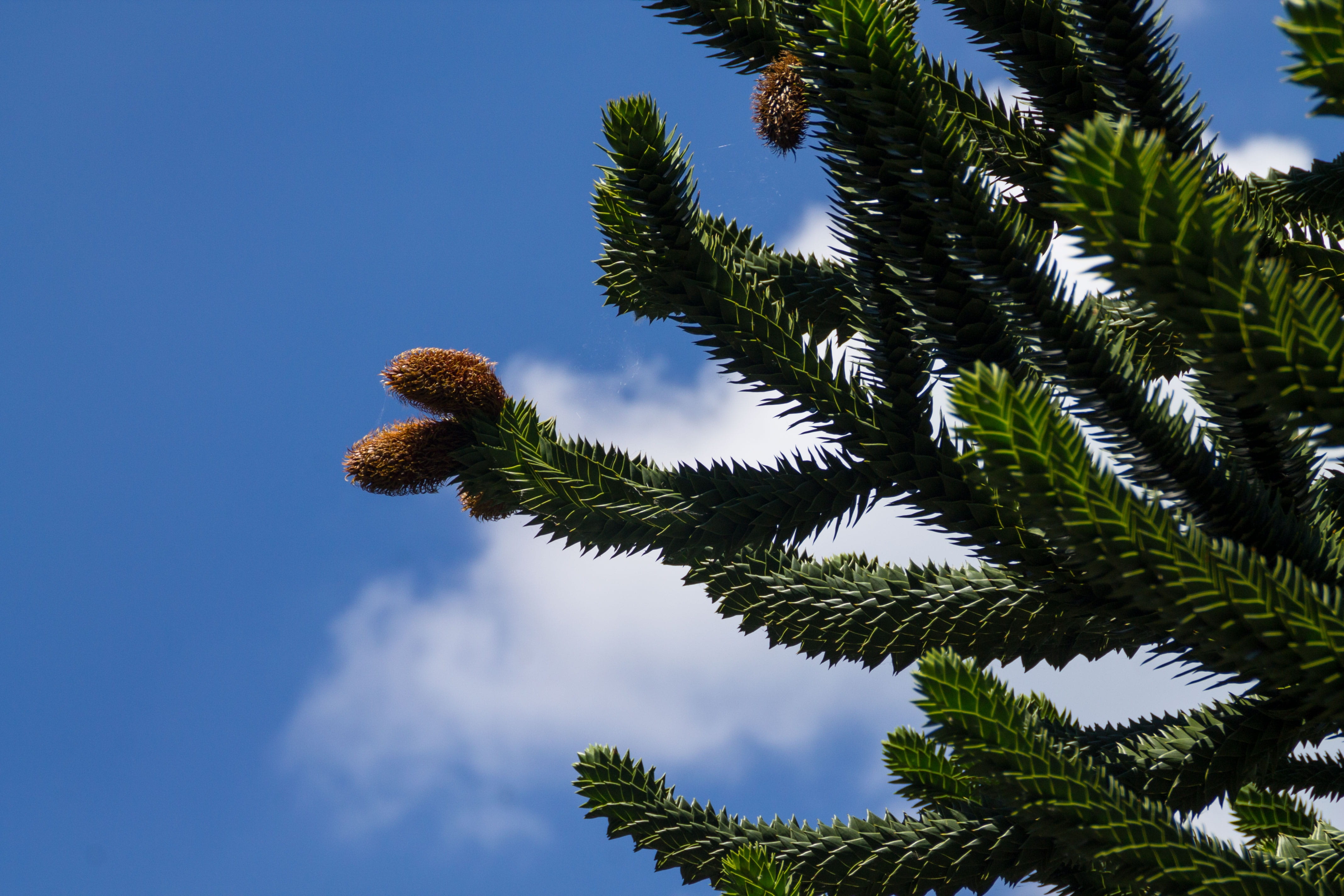sunlight, growth, branch, needle - plant part, palm leaf, coniferous tree, no people, low angle view, leaf, nature, flowering, cloud - sky, tranquility, HD Wallpaper
