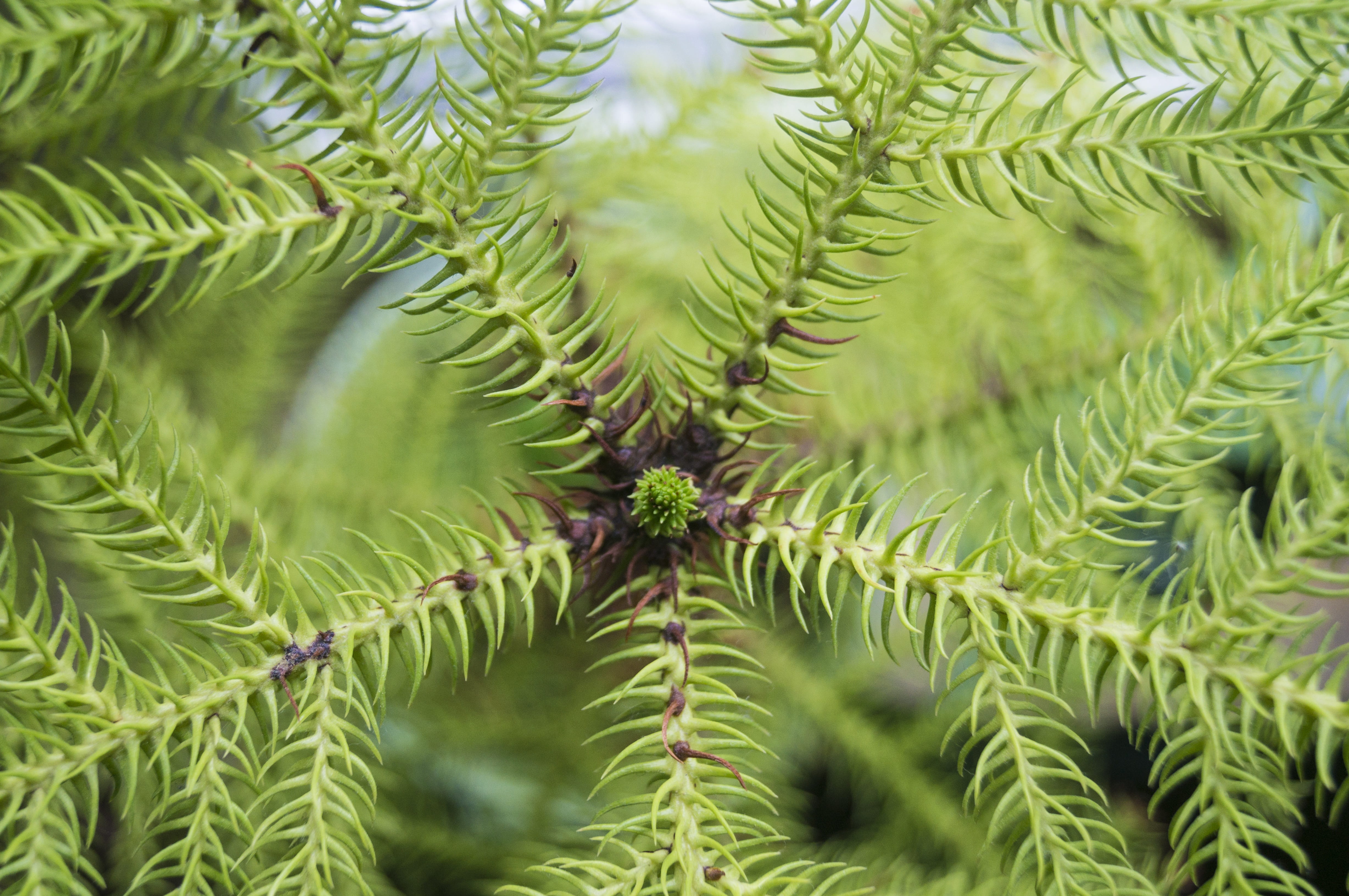 needle, no people, outdoors, araucaria, tree, green, selective focus, macro, geometric, pine tree, nature, pinaceae, macro photo, close-up, fir, fir-like, HD Wallpaper