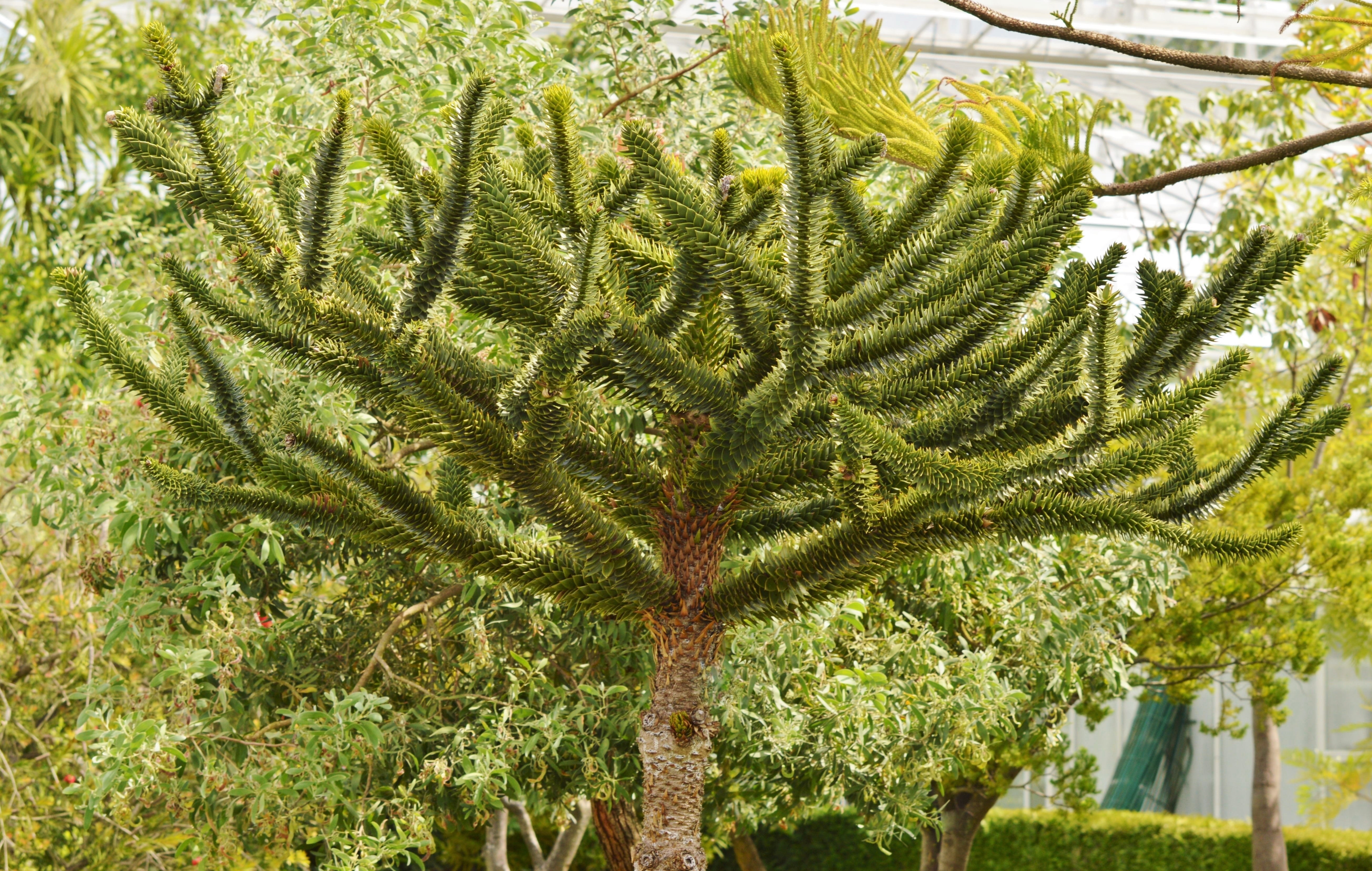 outdoors, growth, sunlight, beauty in nature, nature, coniferous tree, green, pointed, day, leaf, Plant, Araucaria, plant part, tree, freshness, prickly, HD Wallpaper