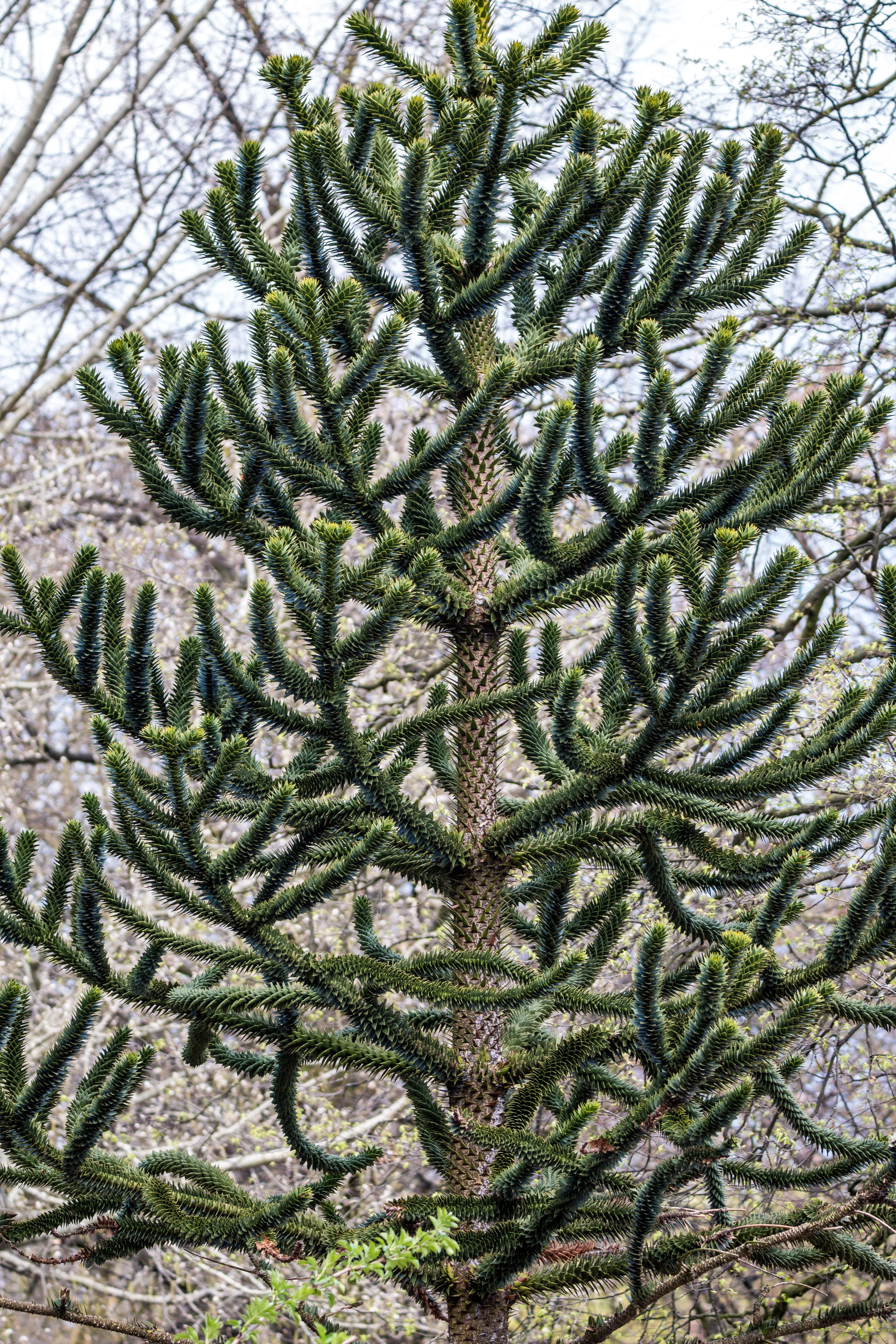 outdoors, Araucaria, nature, Chilean, araucaria araucana, shed fir, 5K, close-up, cactus, succulent plant, snake tree, coniferous tree, needle - plant part, Phone HD Wallpaper
