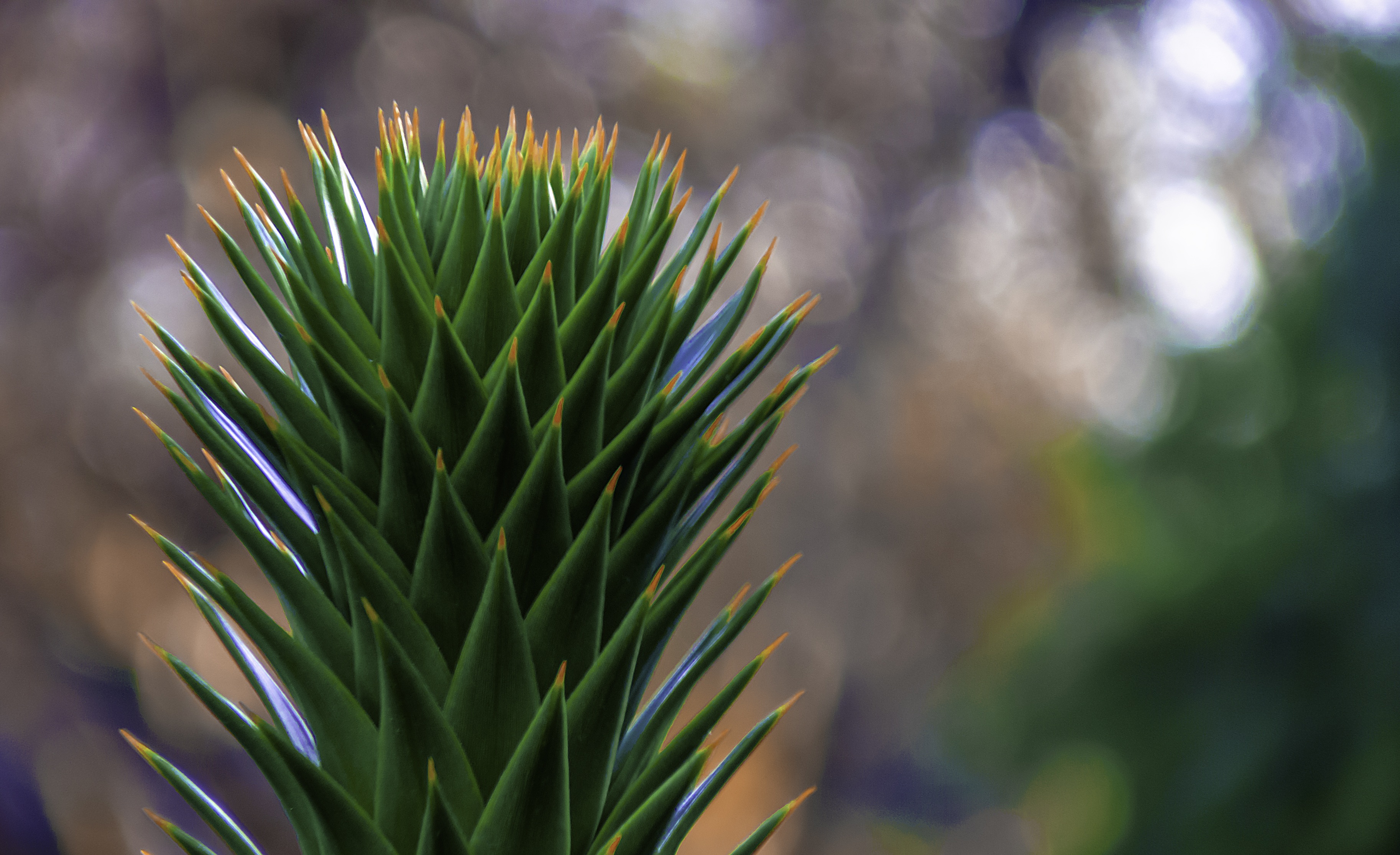 sunlight, araucaria araucana - conifer, close-up, nature, wild, fir, green color, tree, pine tree, flowers, coniferous tree, deteilaufnahme, growth, 2K, HD Wallpaper