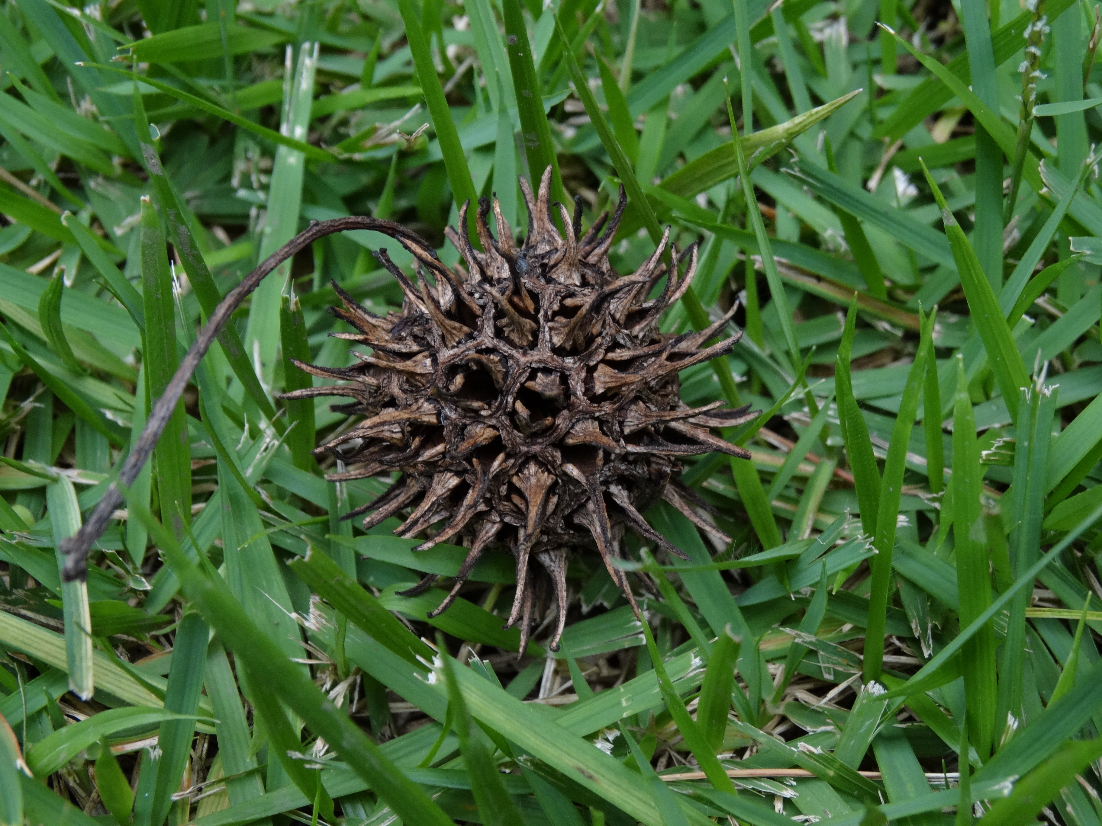 araucaria, freshness, high angle view, spiky, no people, beauty in nature, flowering plant, cone, close-up, nature, leaf, land, food and drink, field, outdoors, HD Wallpaper