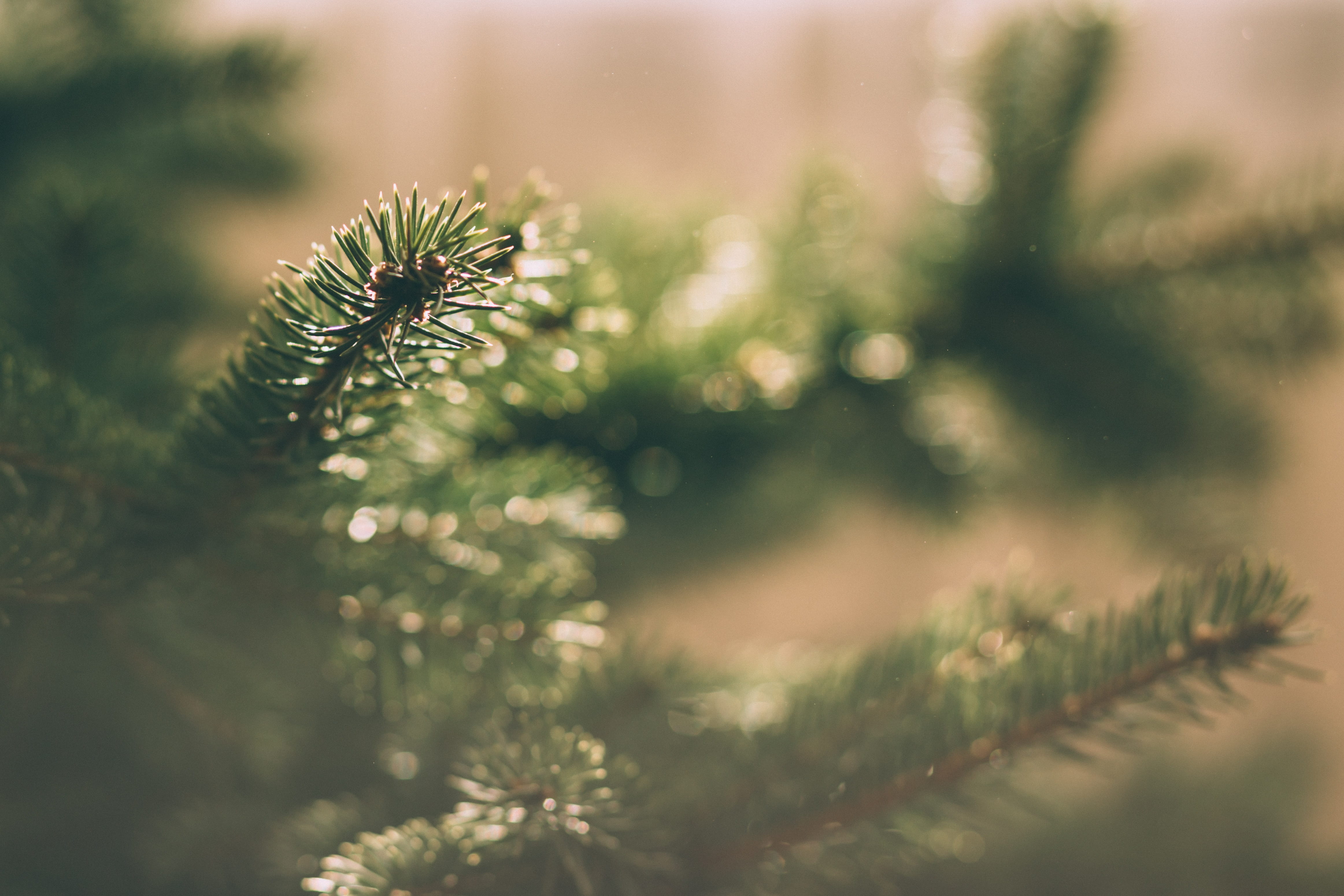sunlight, branch, cone, tranquility, coniferous tree, fir tree, herb, freshness, no people, native, green color, pine tree, trees, day, plant, growth, landscape, HD Wallpaper