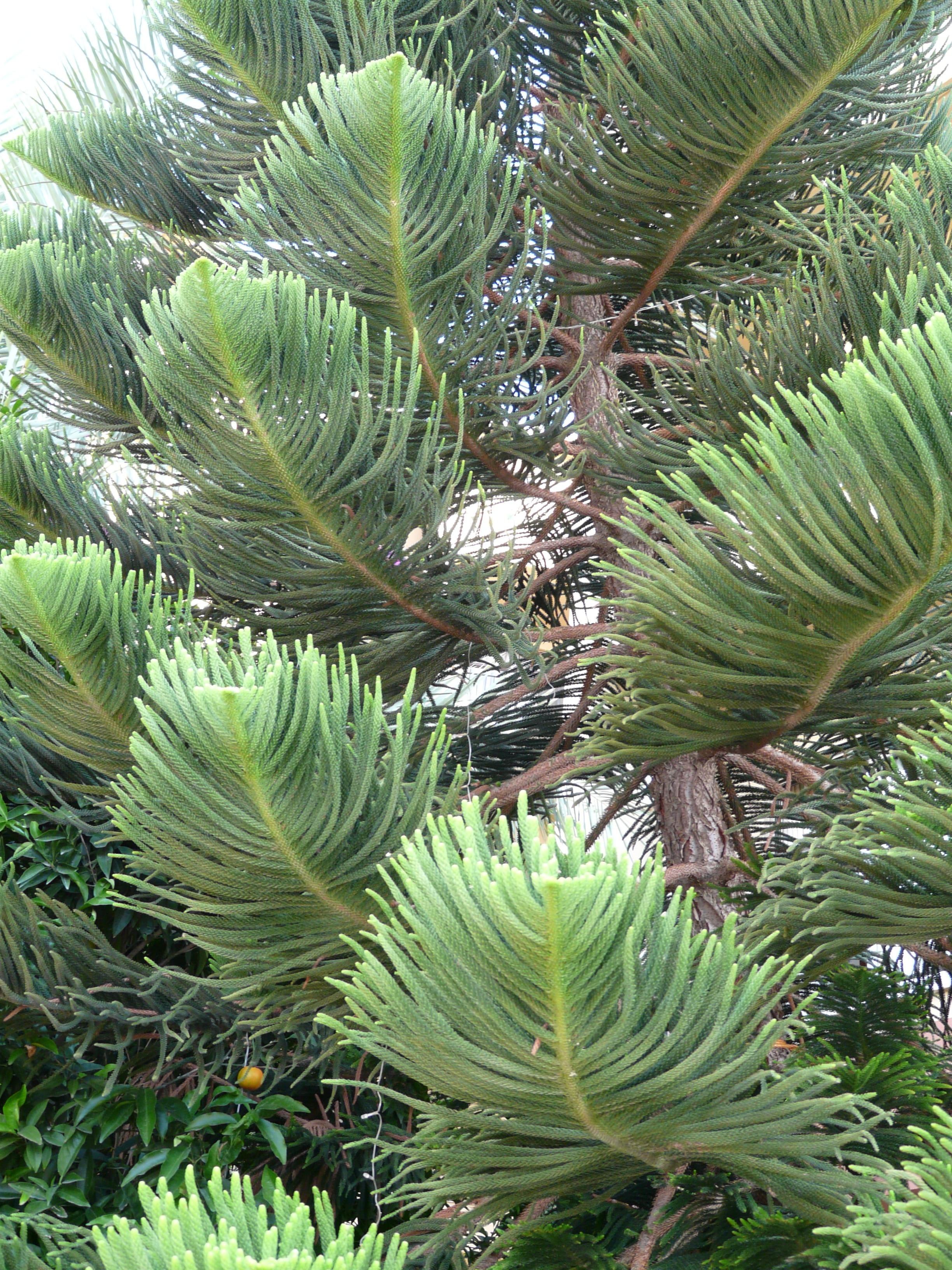 araucaria family, close-up, palm leaf, fresh green benadelung, needles, tree, low angle view, periwinkle, distinctive, green color, 2K, norfolk pine, plant, Phone HD Wallpaper