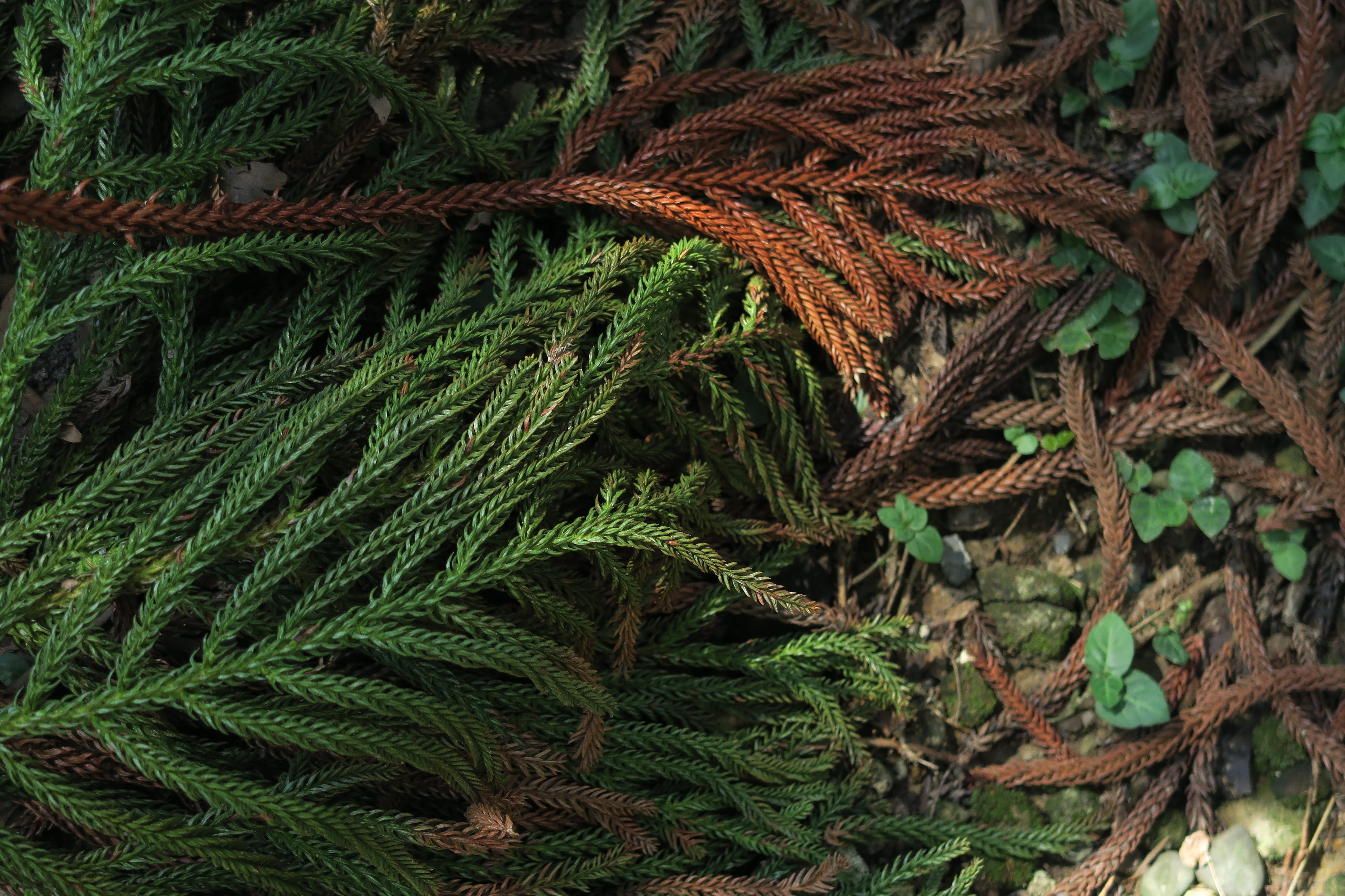 land, backgrounds, outdoors, plant part, fir, nature, tangled, beauty in nature, rope, kens araucaria, growth, full frame, close-up, fishing industry, complexity, HD Wallpaper