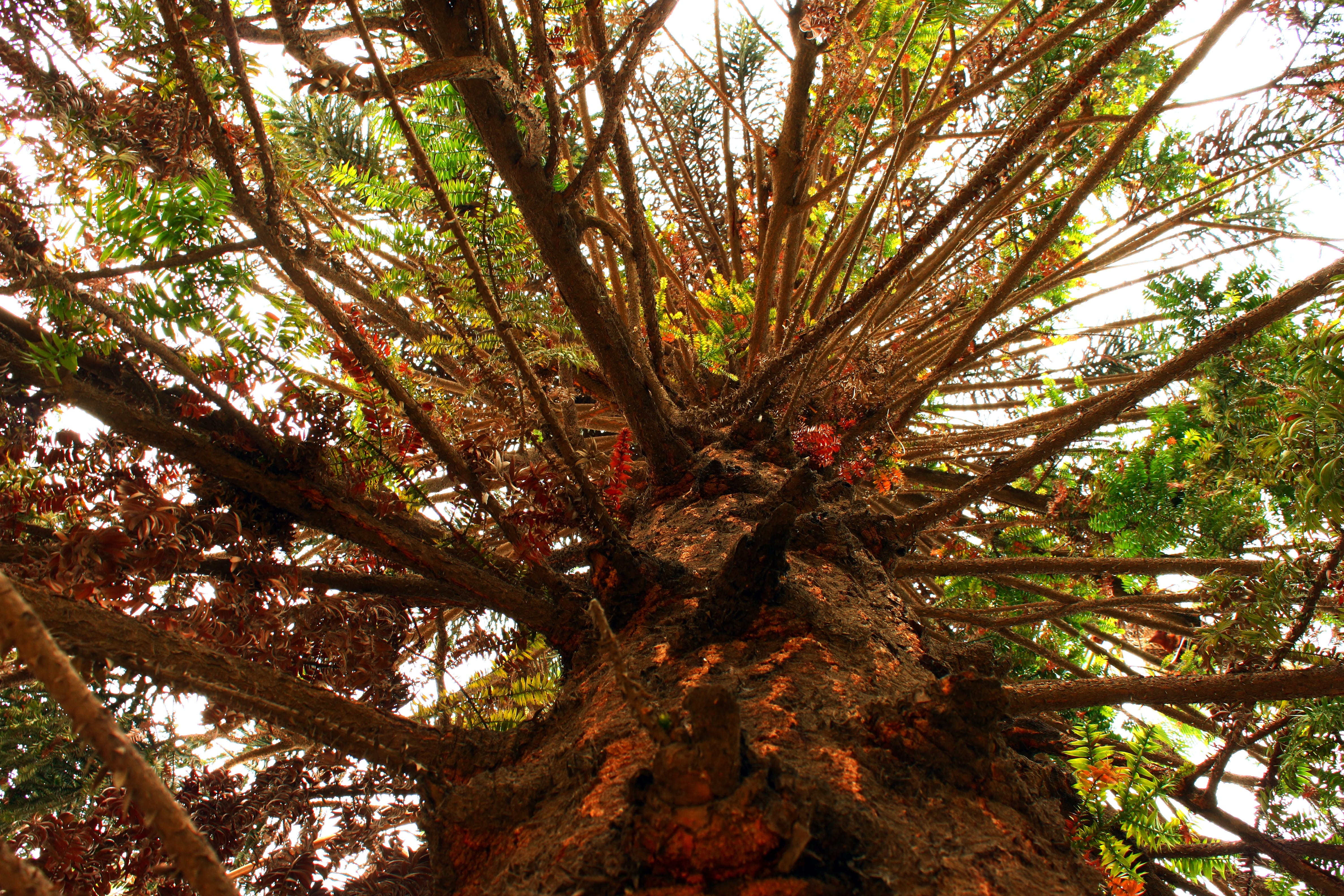 low angle view, no people, tranquility, idyllic, 4K, tree, branches, tranquil scene, araucaria, growth, outdoors, land, day, non-urban scene, woodland, HD Wallpaper