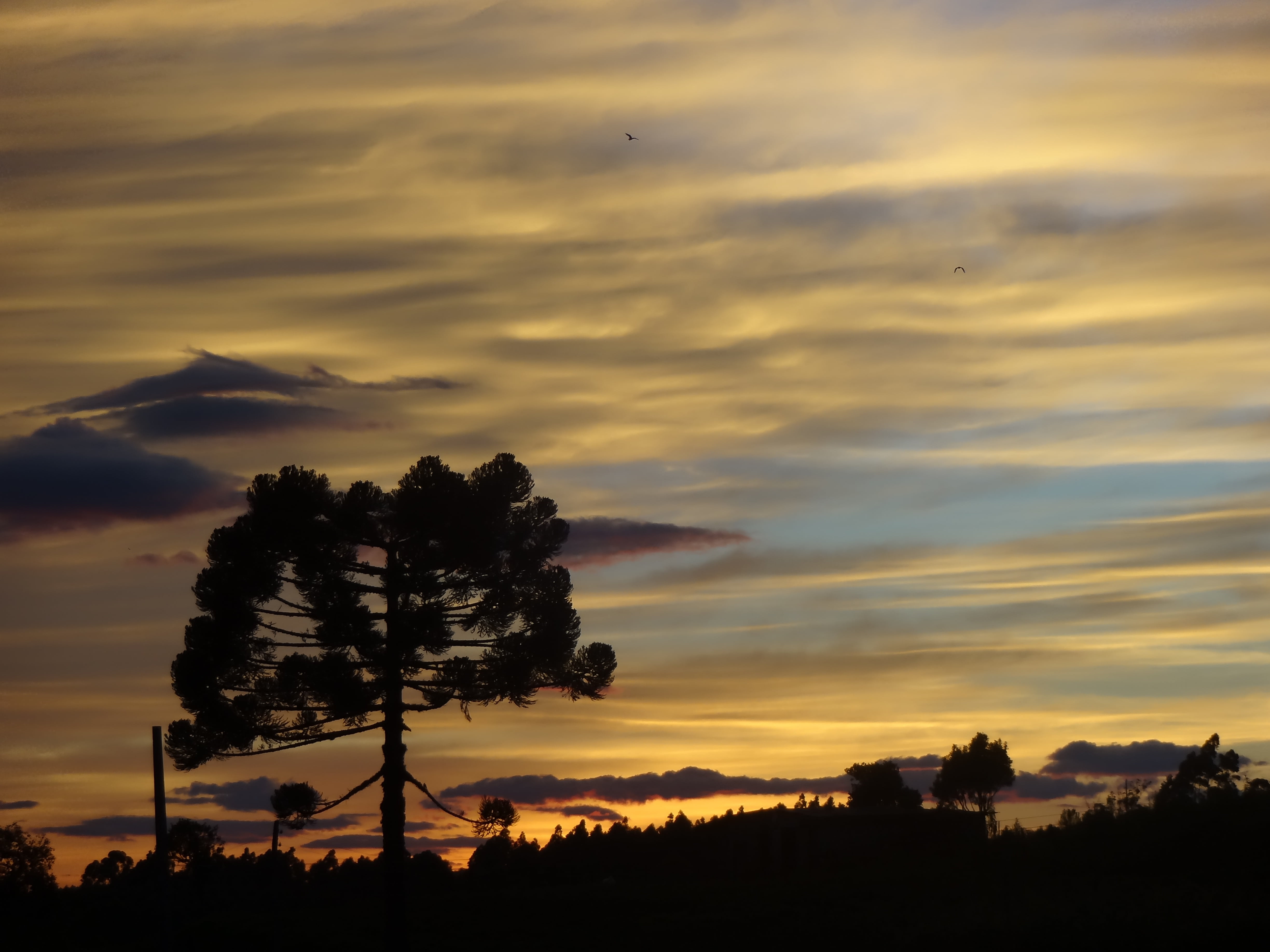 araucaria, morning, plant, pinheiro, non-urban scene, beauty in nature, cloud - sky, idyllic, outdoors, nature, orange color, sunset, tranquility, silhouette, HD Wallpaper