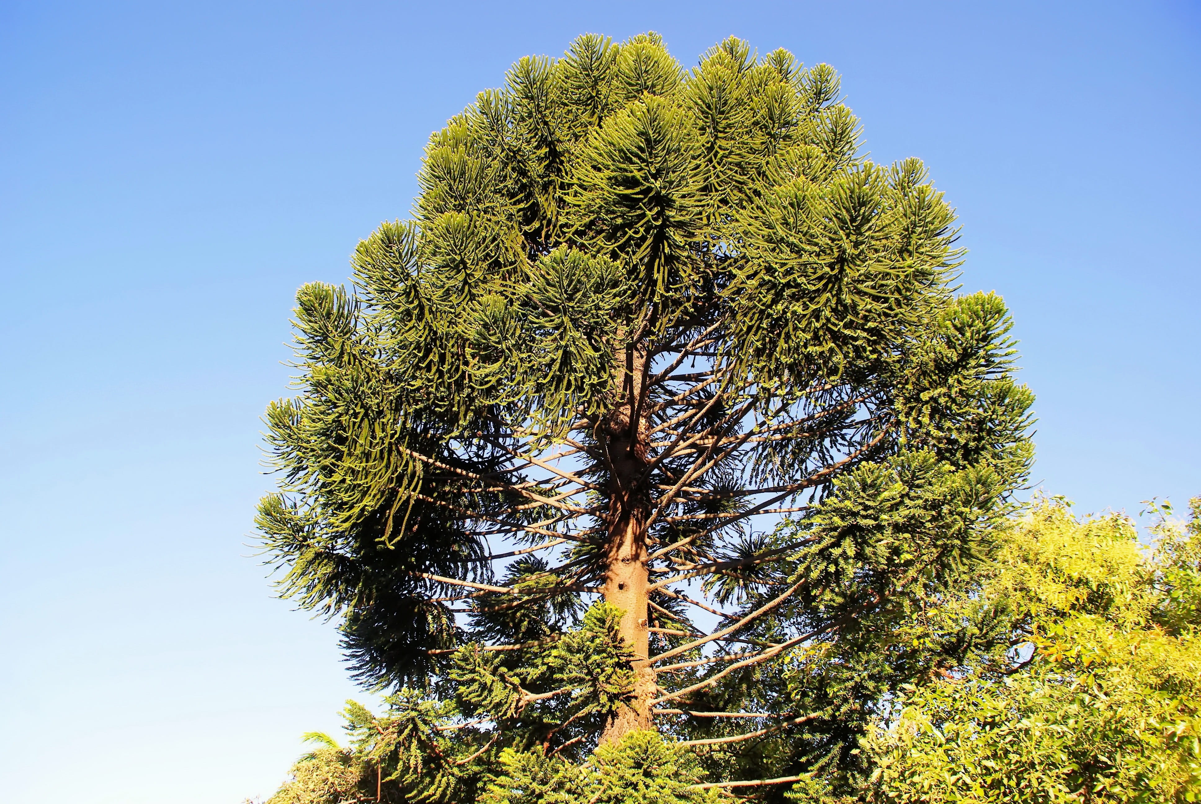 botany, plant, sunlight, beauty in nature, tranquil scene, sunny, pine tree, coniferous tree, norfolk pine, low angle view, guatemala, environment, clear sky, HD Wallpaper